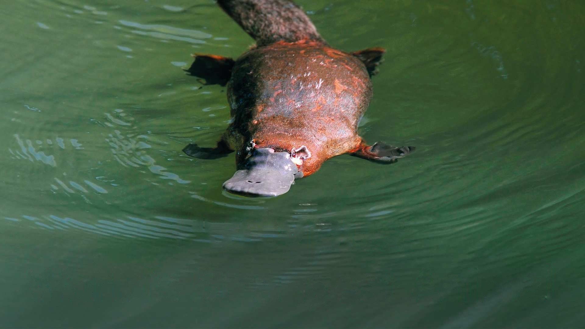 Platypus: World's Strangest Animal background
