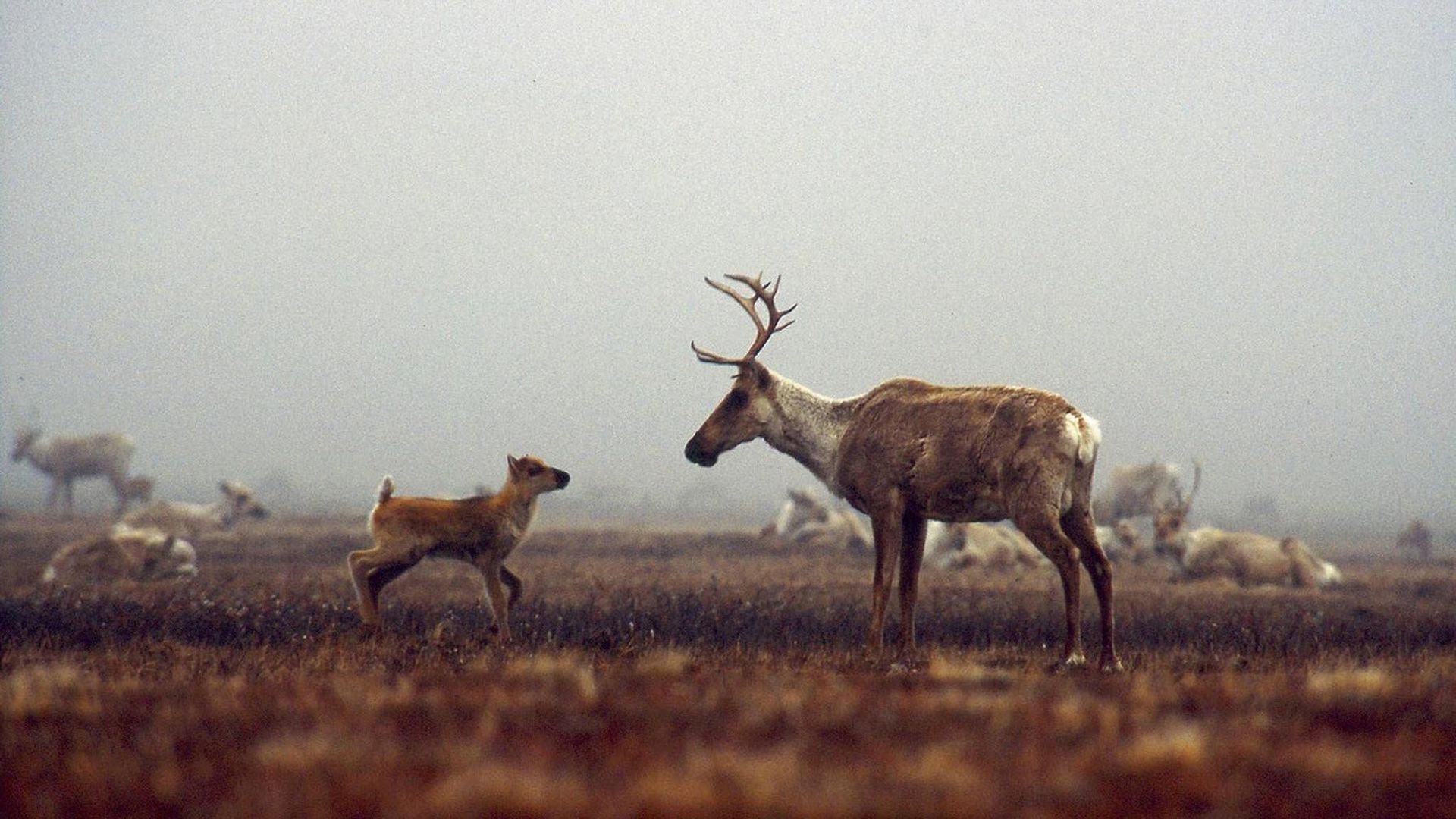 Being Caribou background