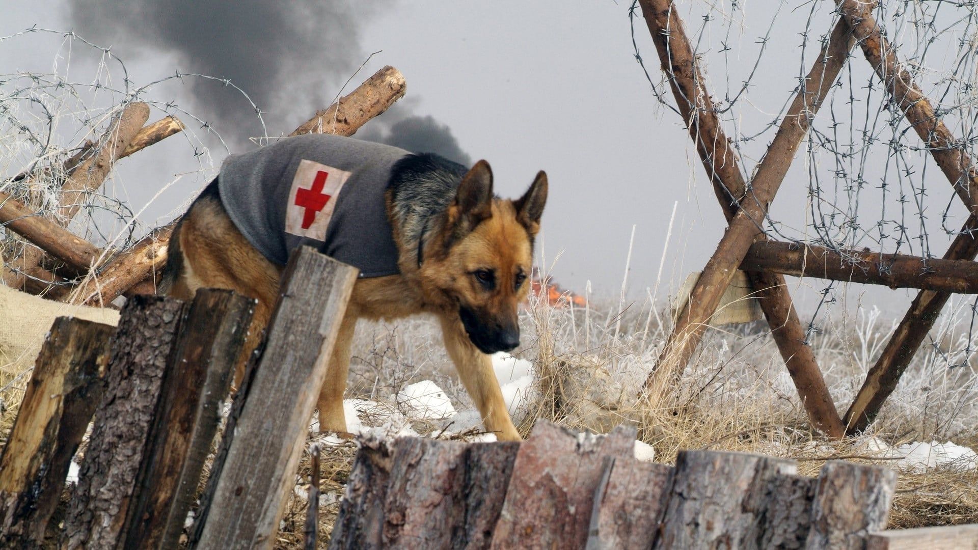 Finding Rin Tin Tin background