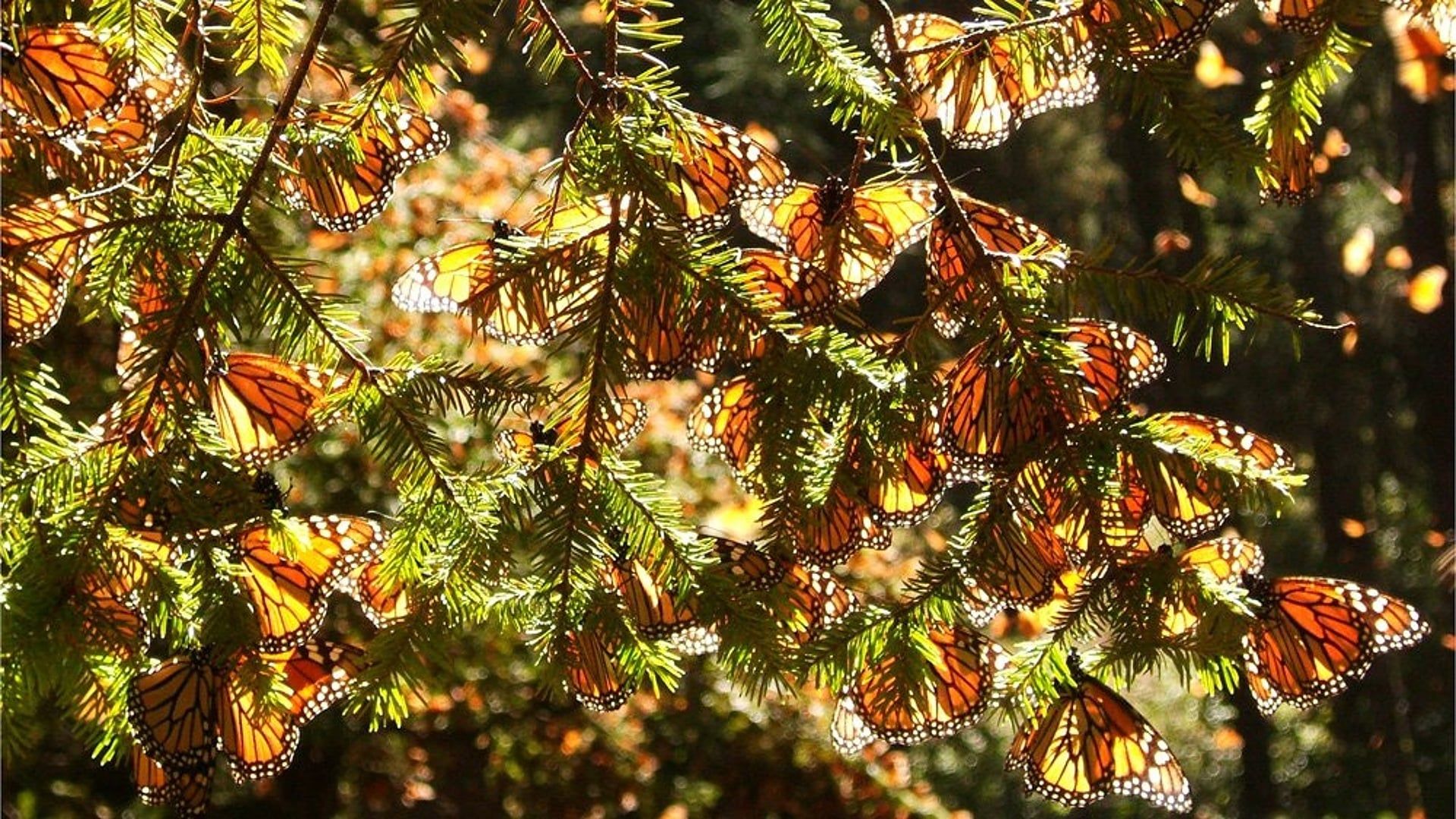 Four Wings and a Prayer background