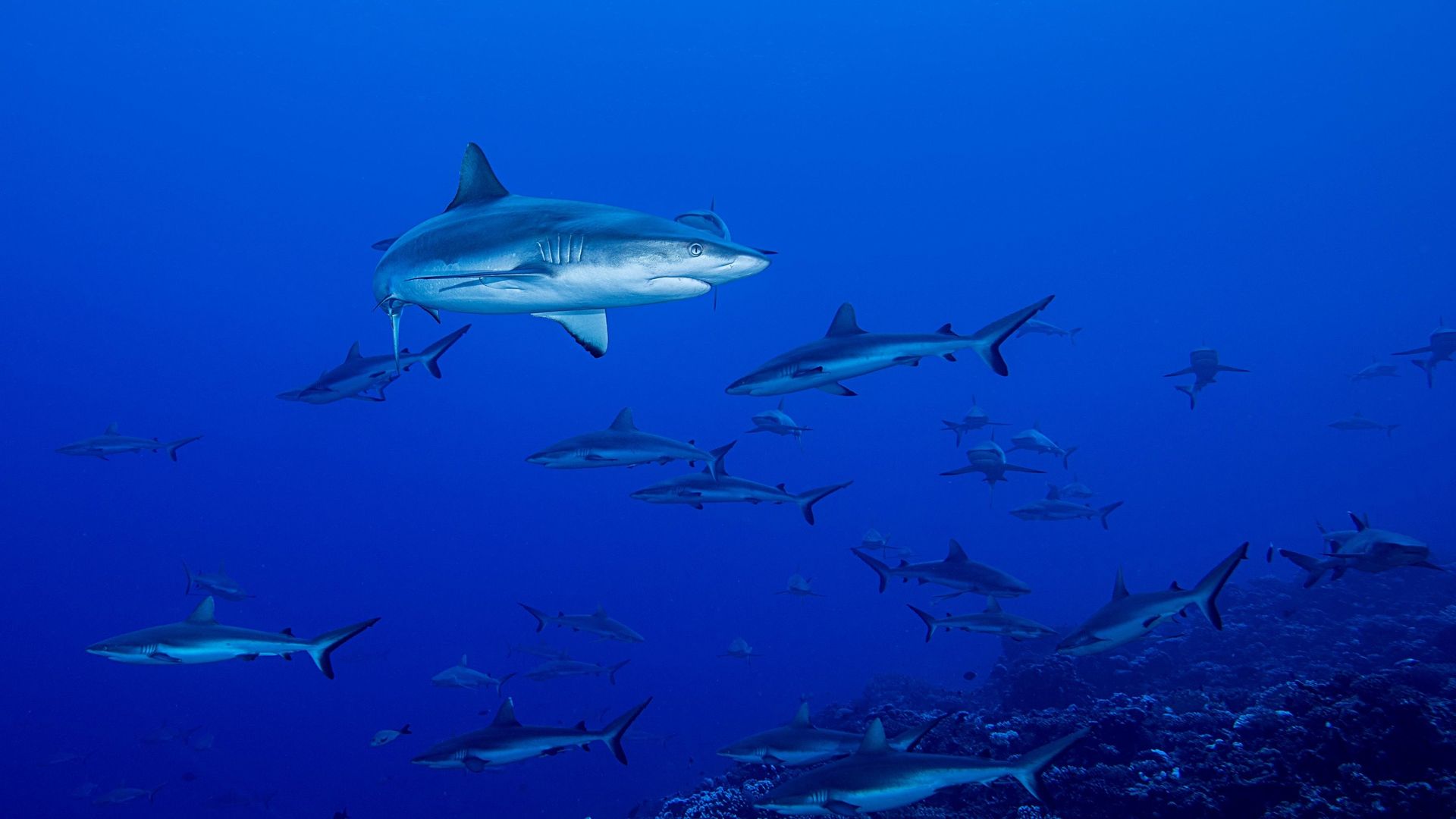 Shark Swarm background