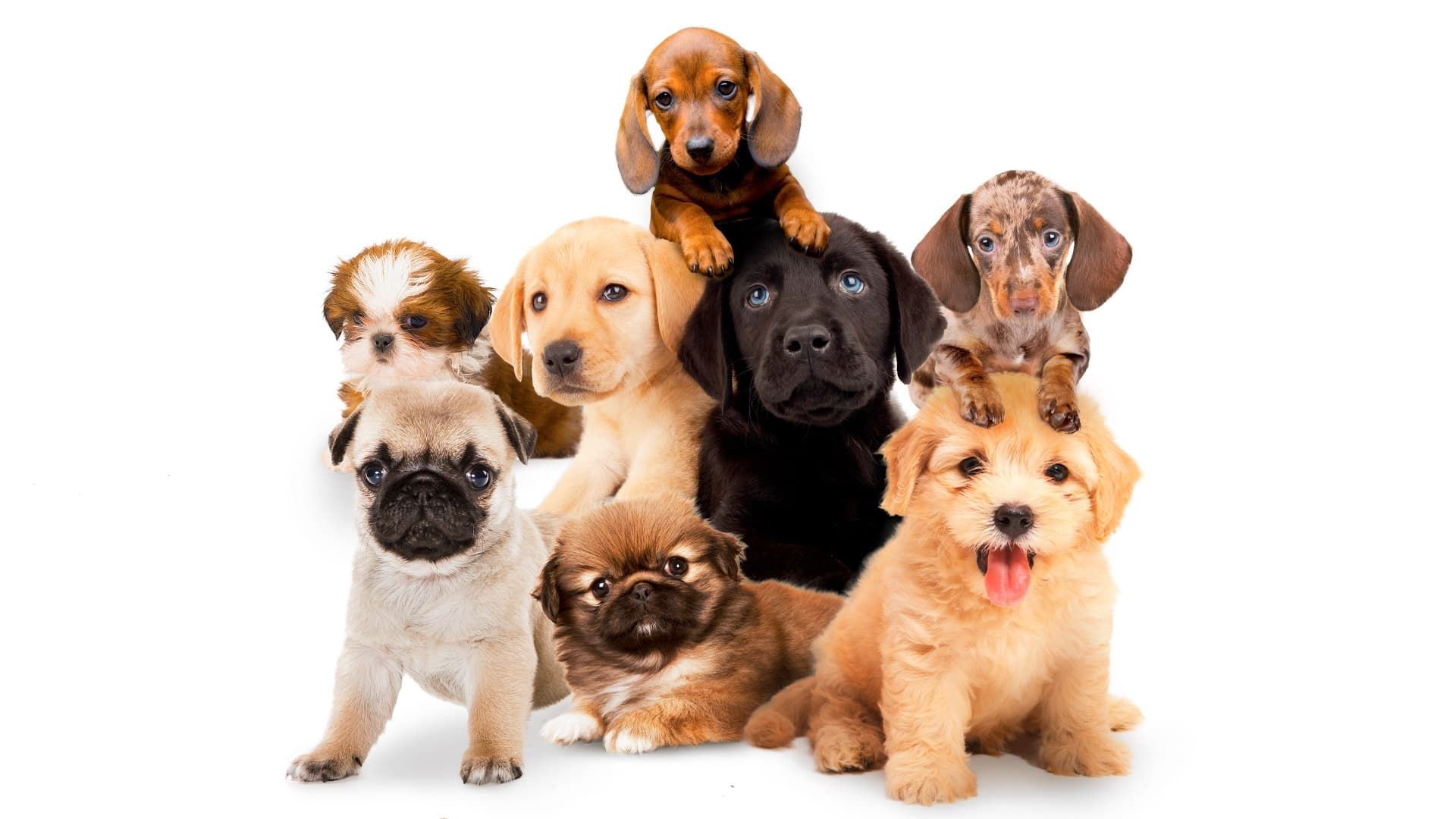 Puppy Time background