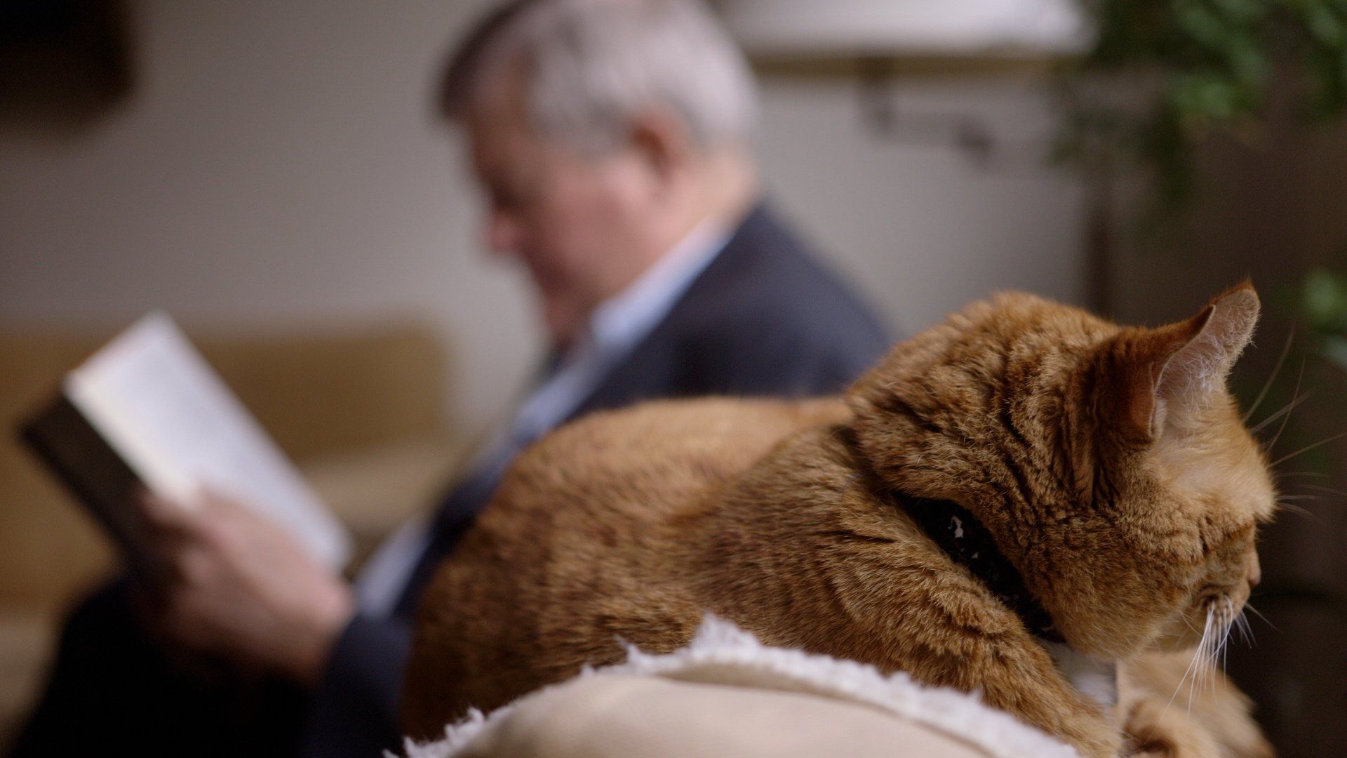 Cat Stories background