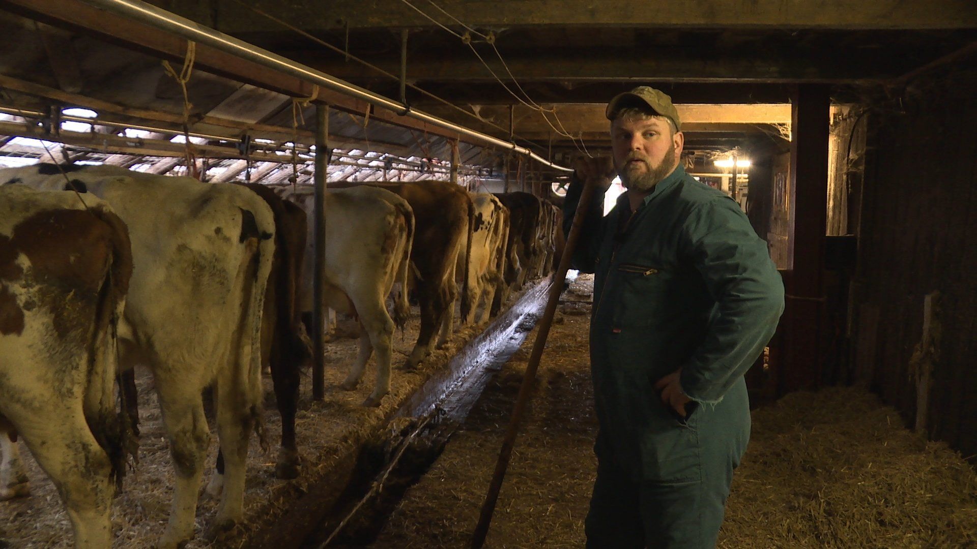 Veearts Maaike background