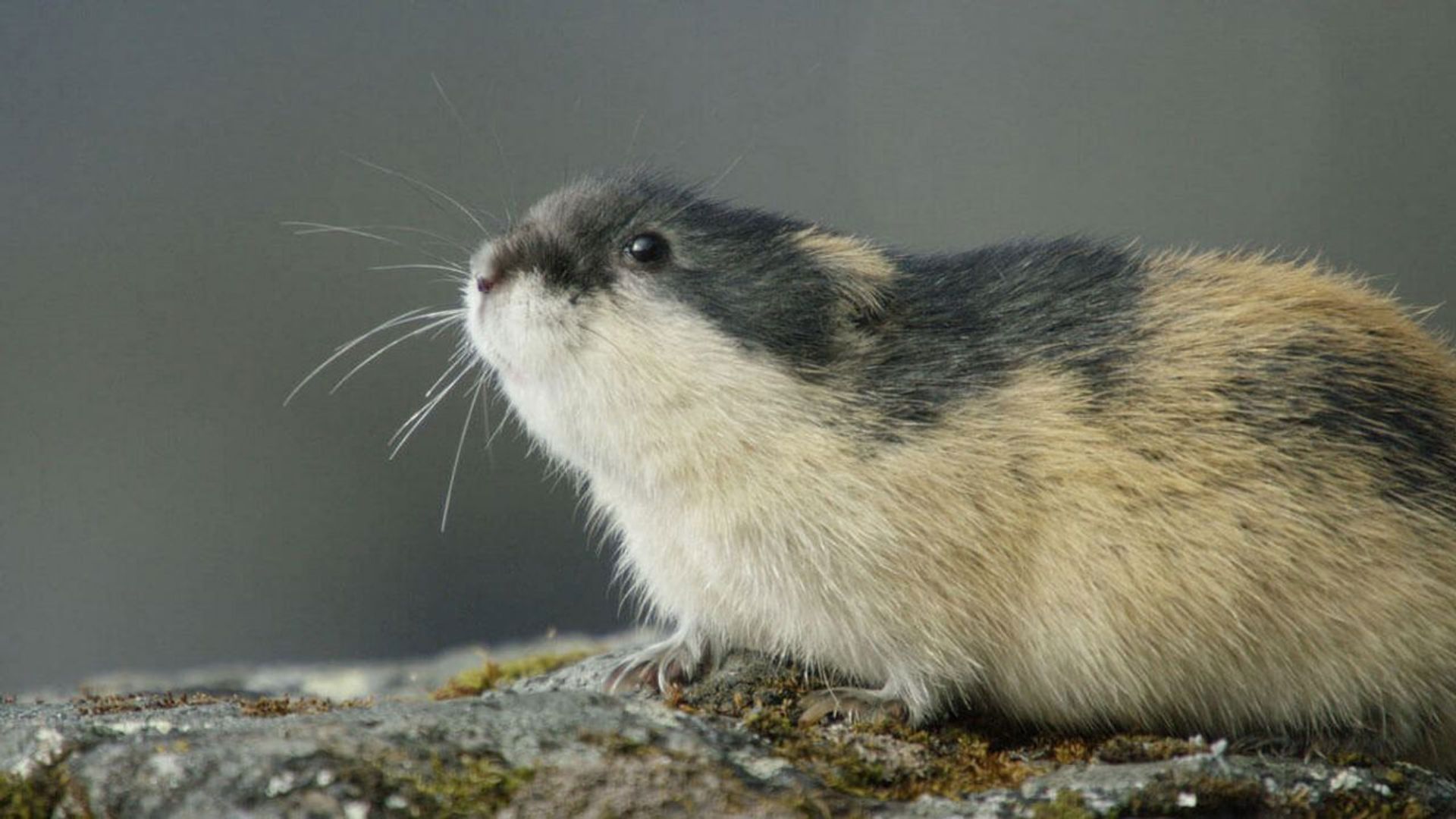 Lemming: The Little Giant of the North background