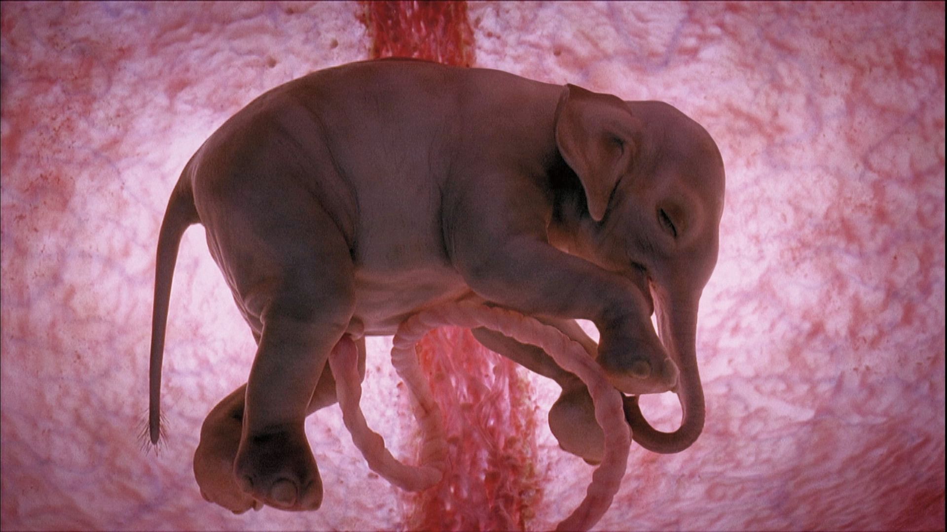 Animals in the Womb background