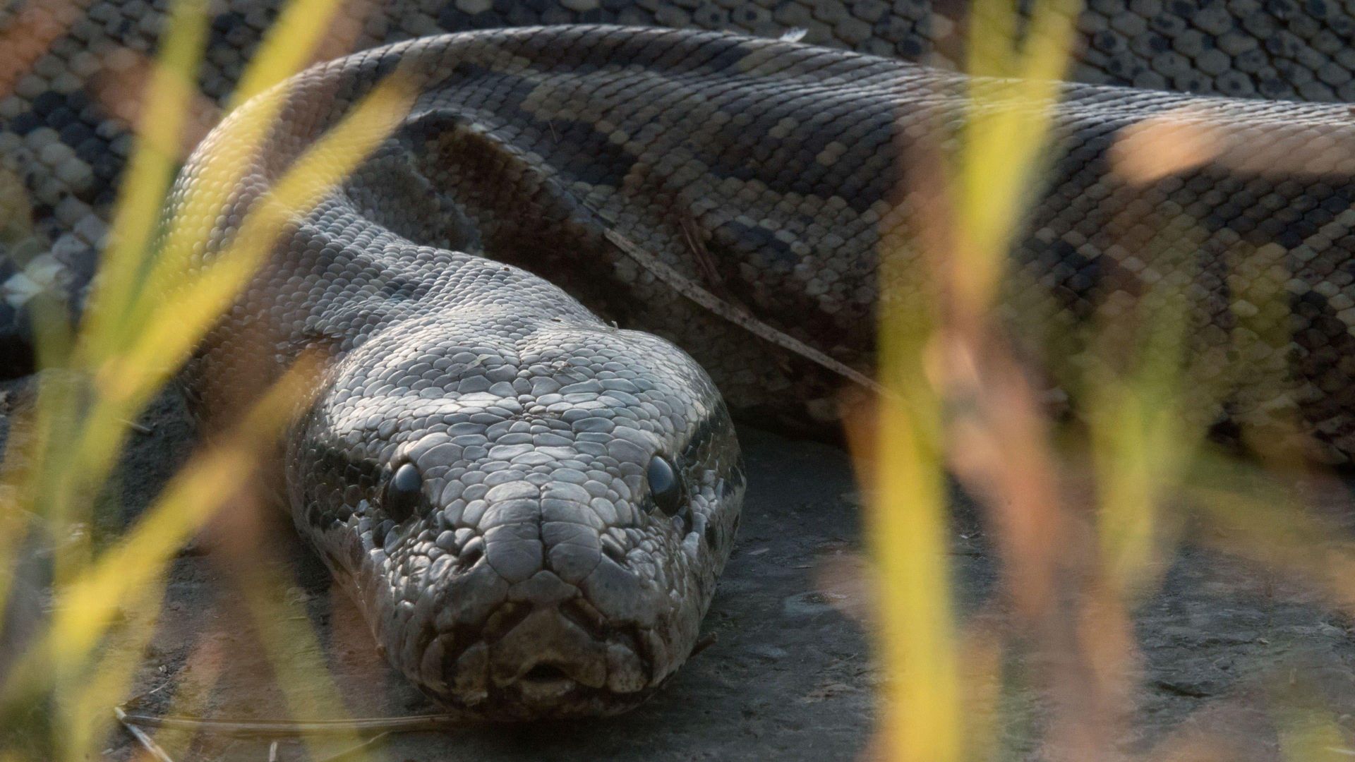 Queen of the Pythons background