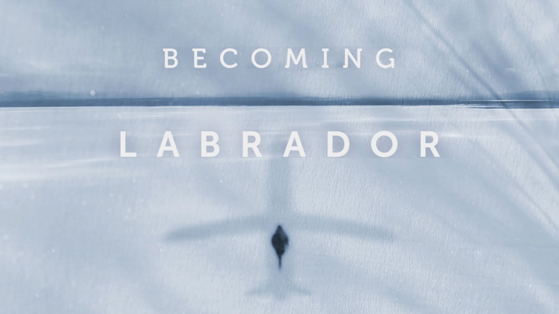 Becoming Labrador background