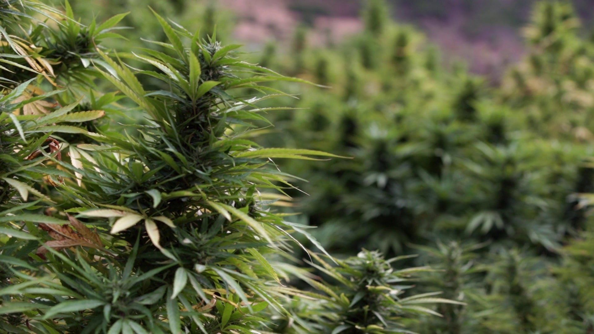 Who's Getting Rich from Moroccan Hash? background