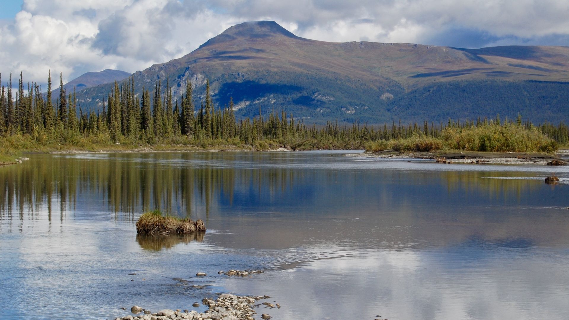 ReWilding Kernwood background