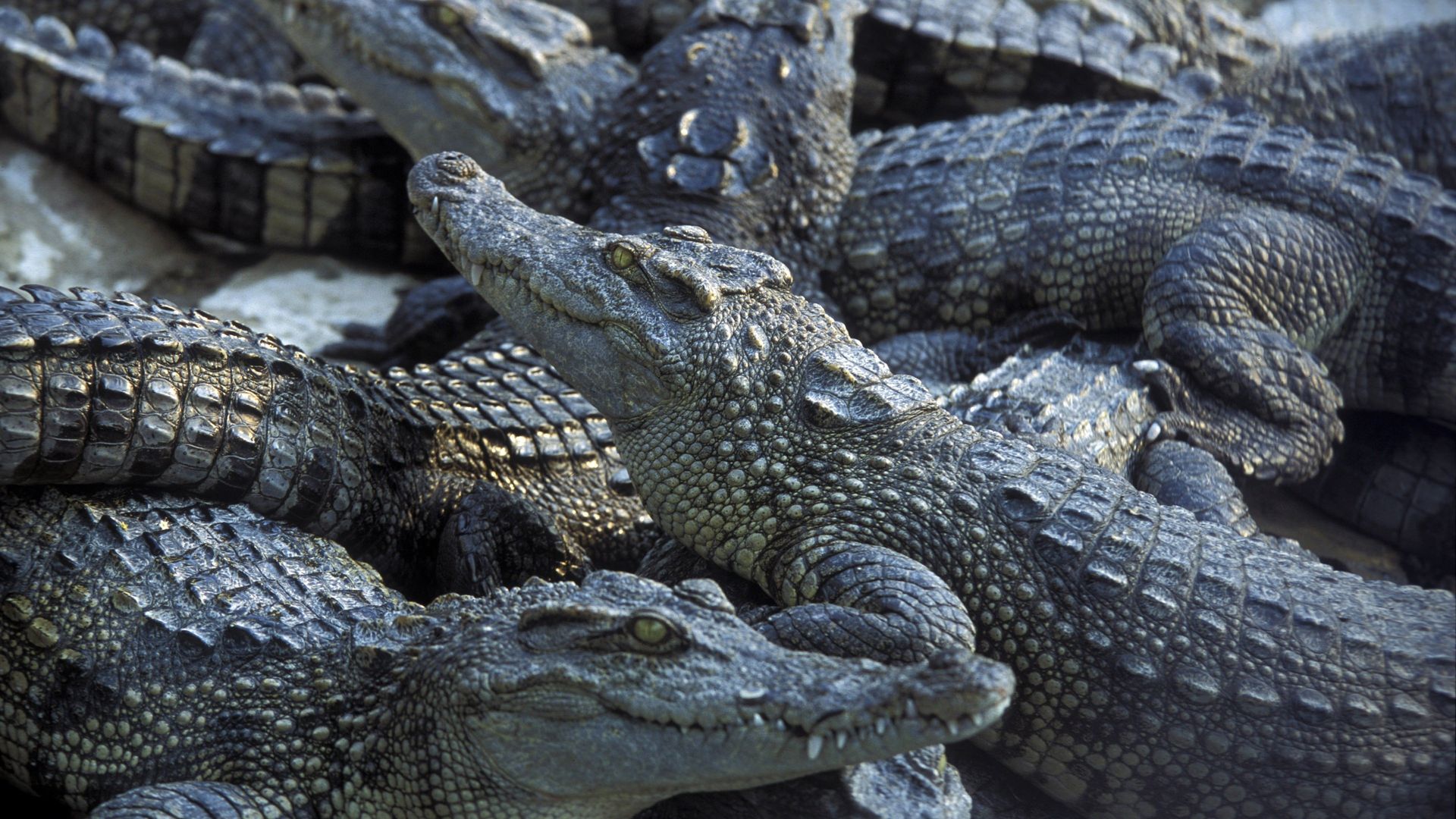 Monster Croc Invasion background