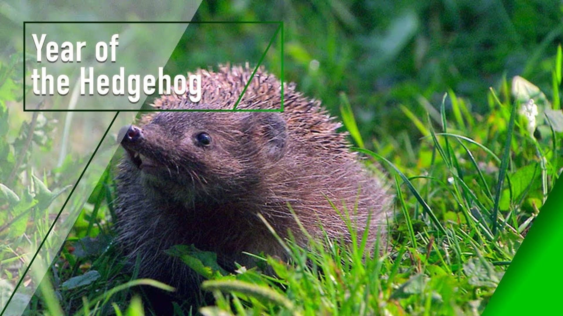 Year of the Hedgehog background