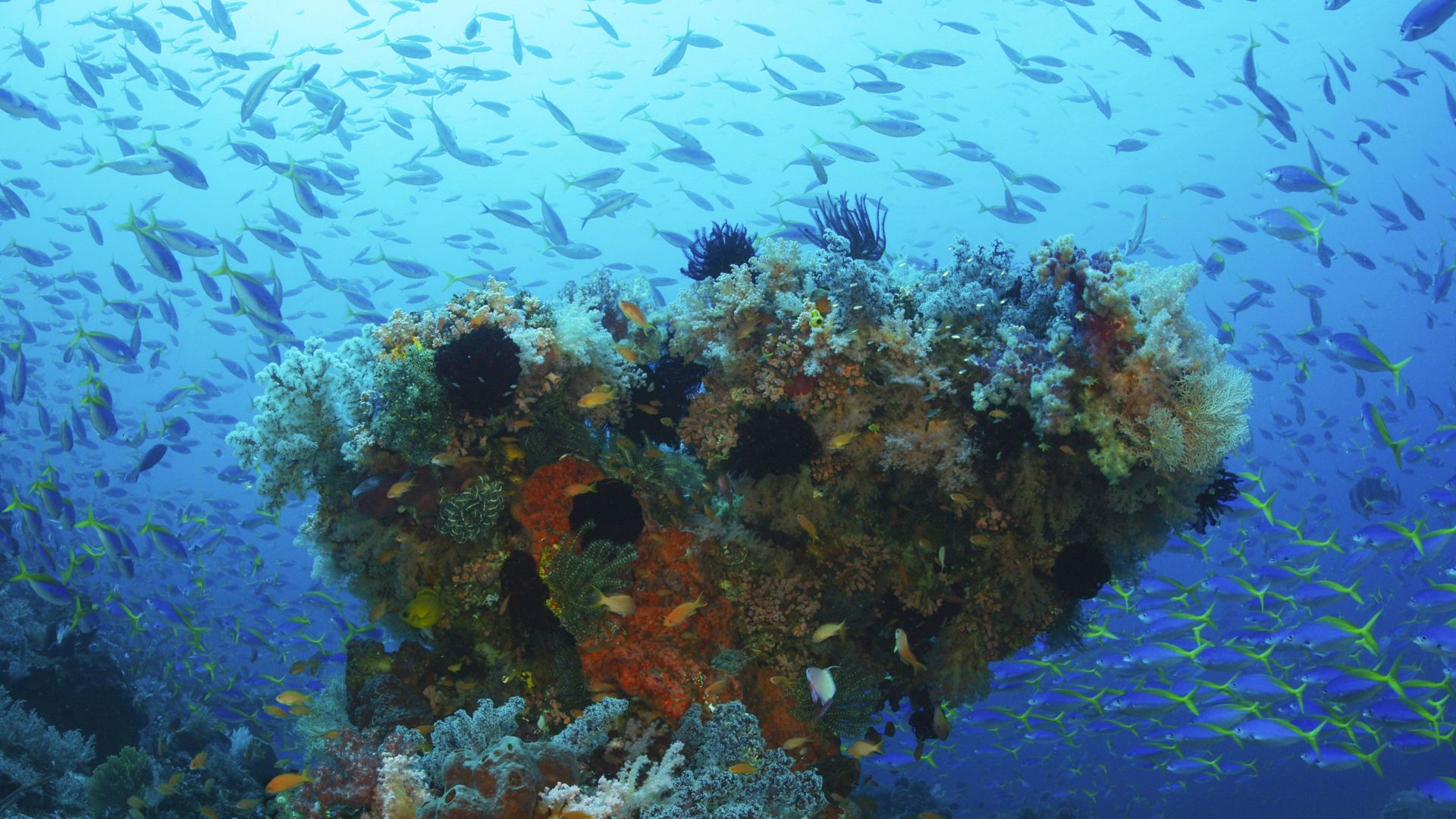 World of Oceans background