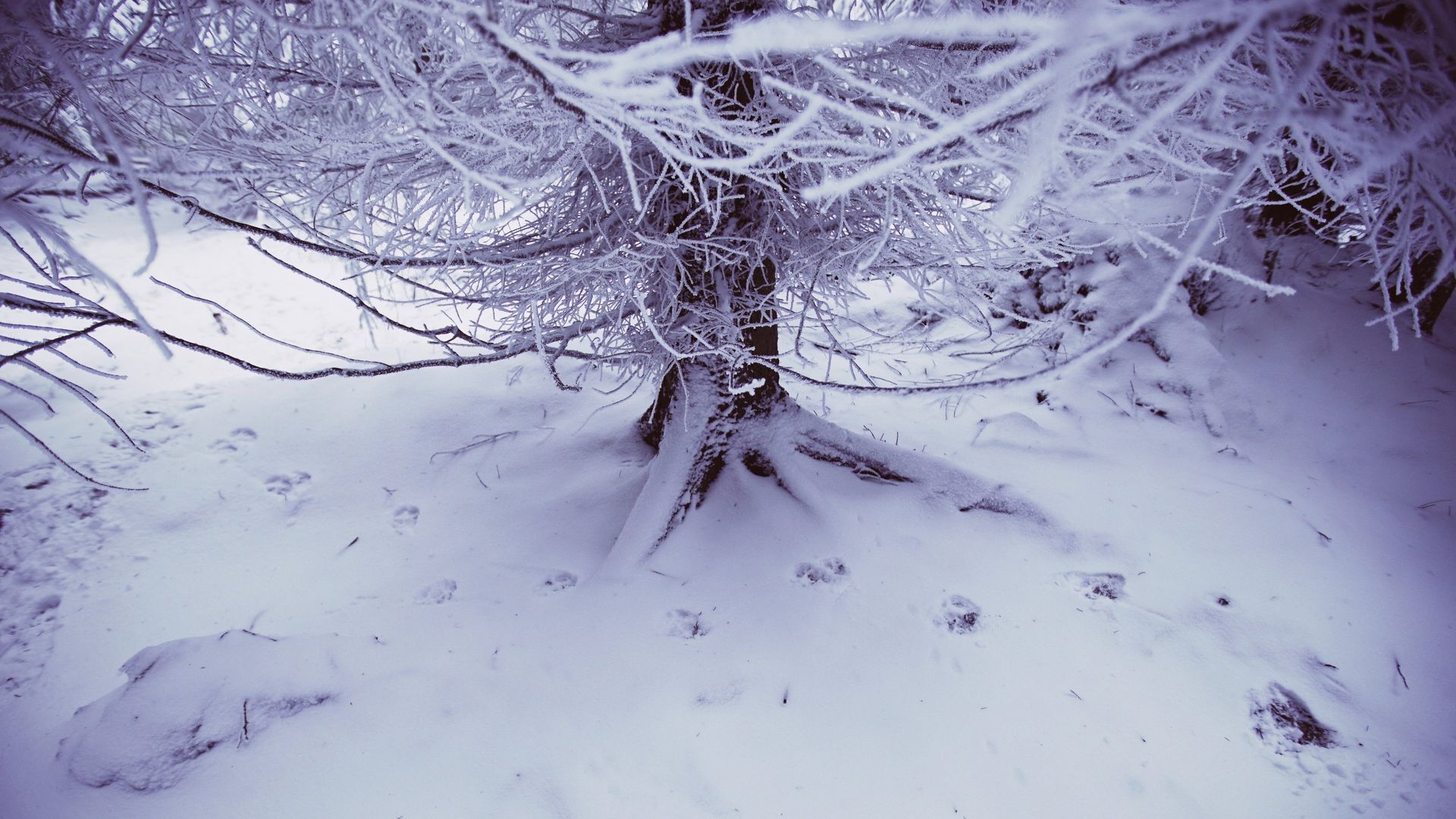 Wolves at the Borders background