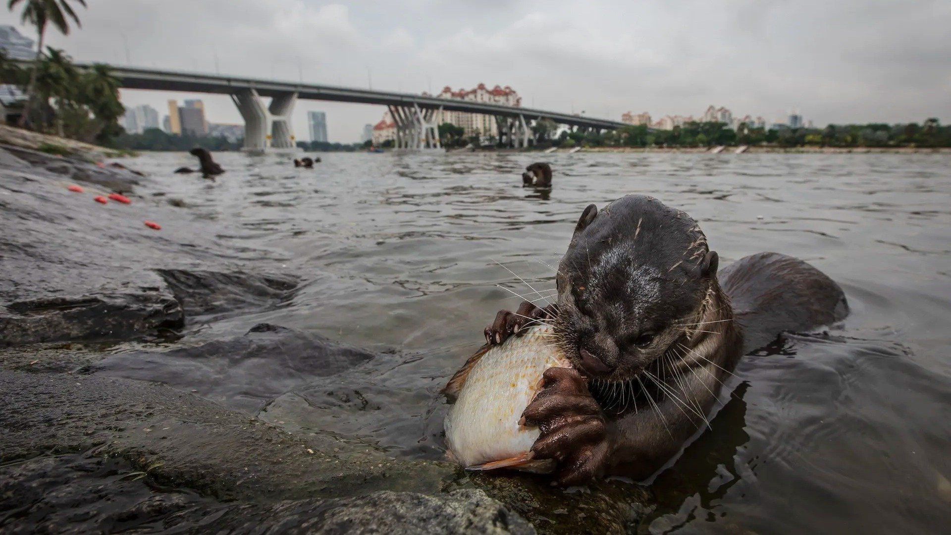 Otters and the Exotic Pet Trade background