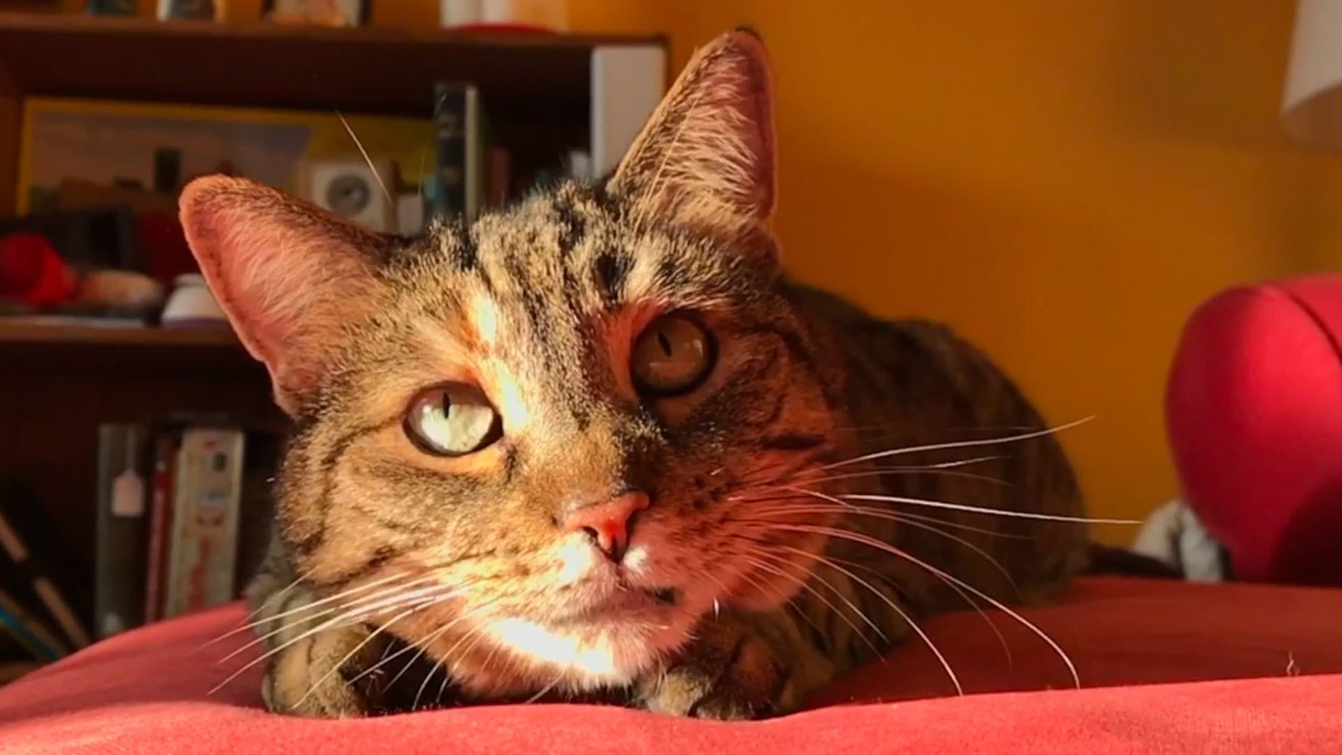 Quarantine Cat Film Fest background