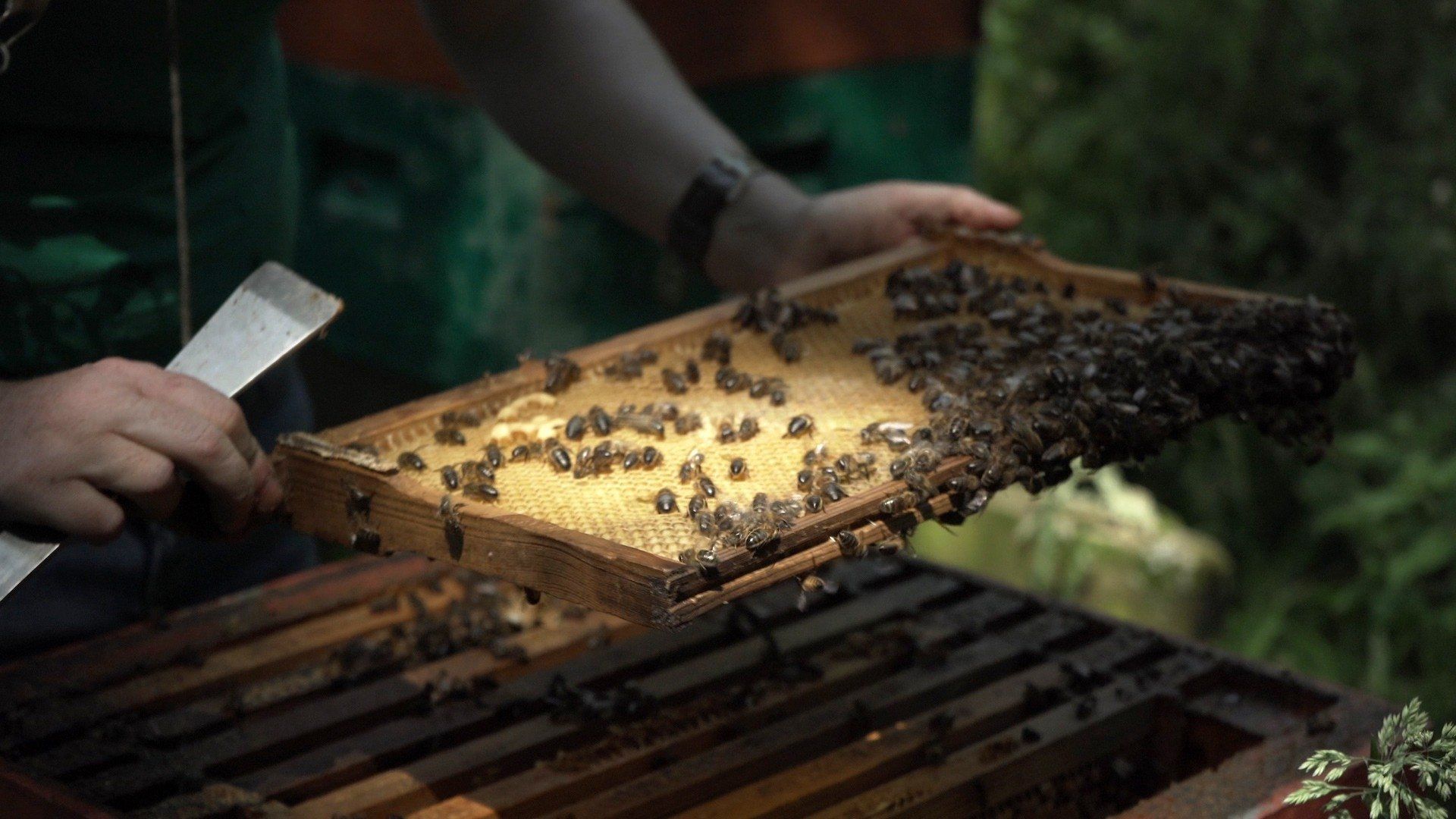 Bee-Kept background