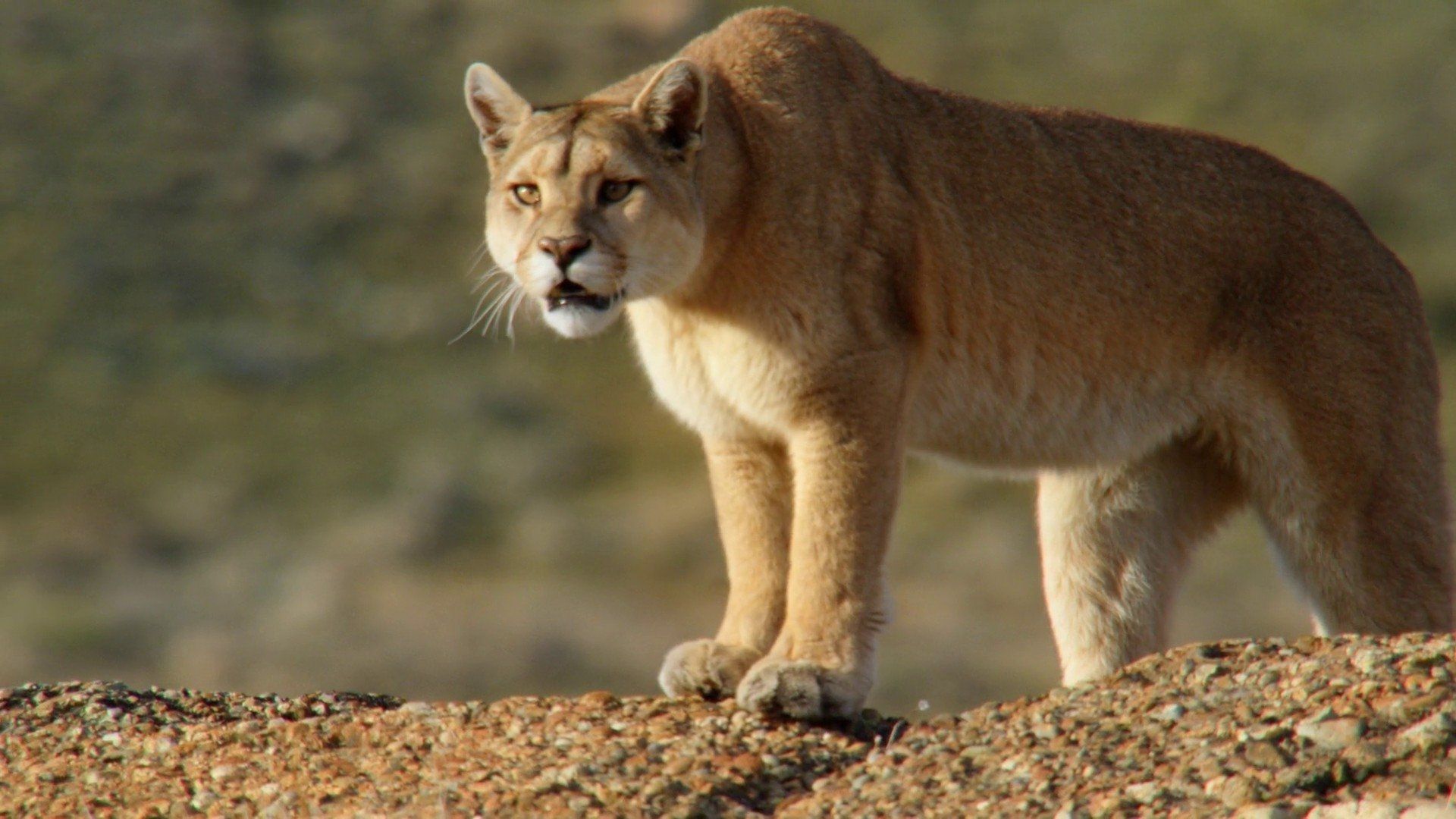 Into the Puma Triangle background