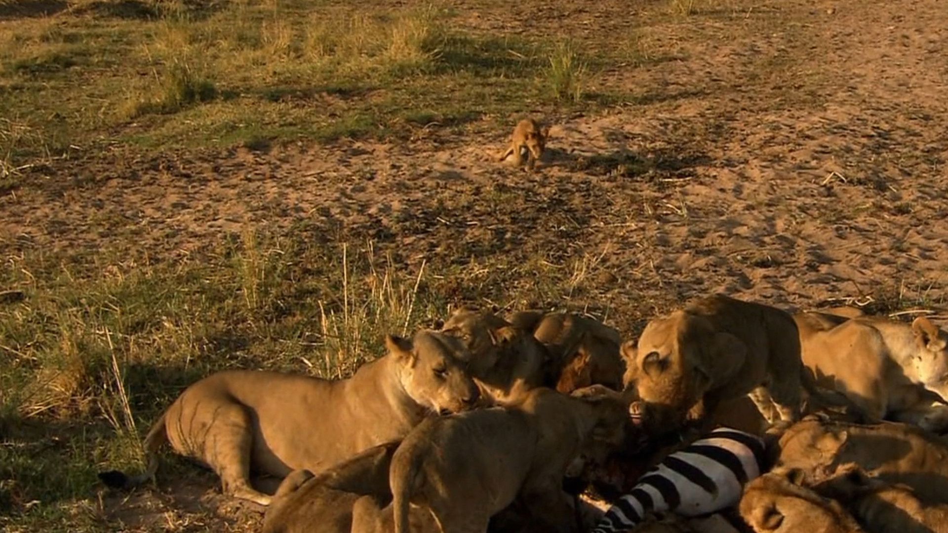 Les lionnes de la rivière de sable background