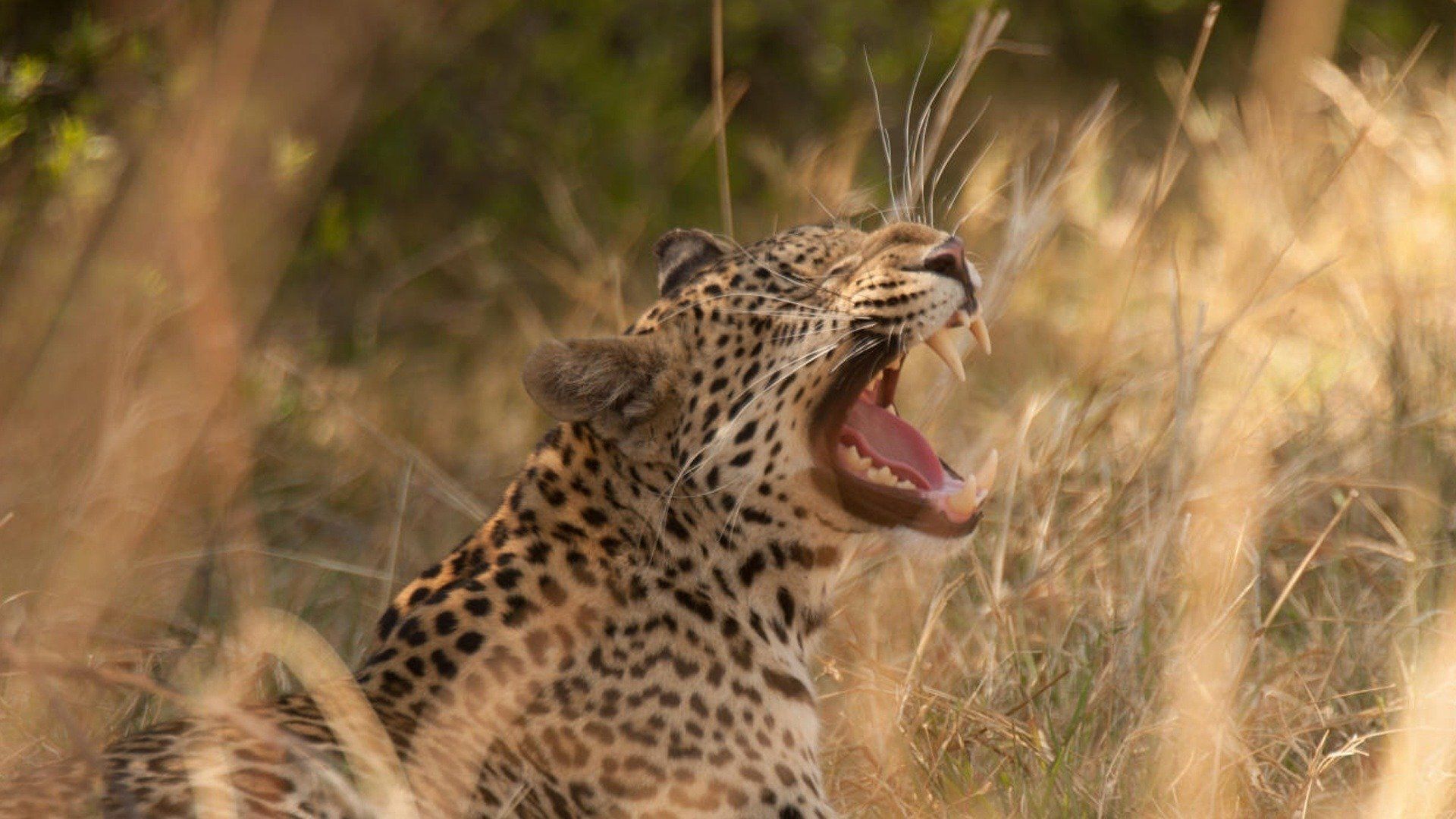 Diary of a Teen Leopard background