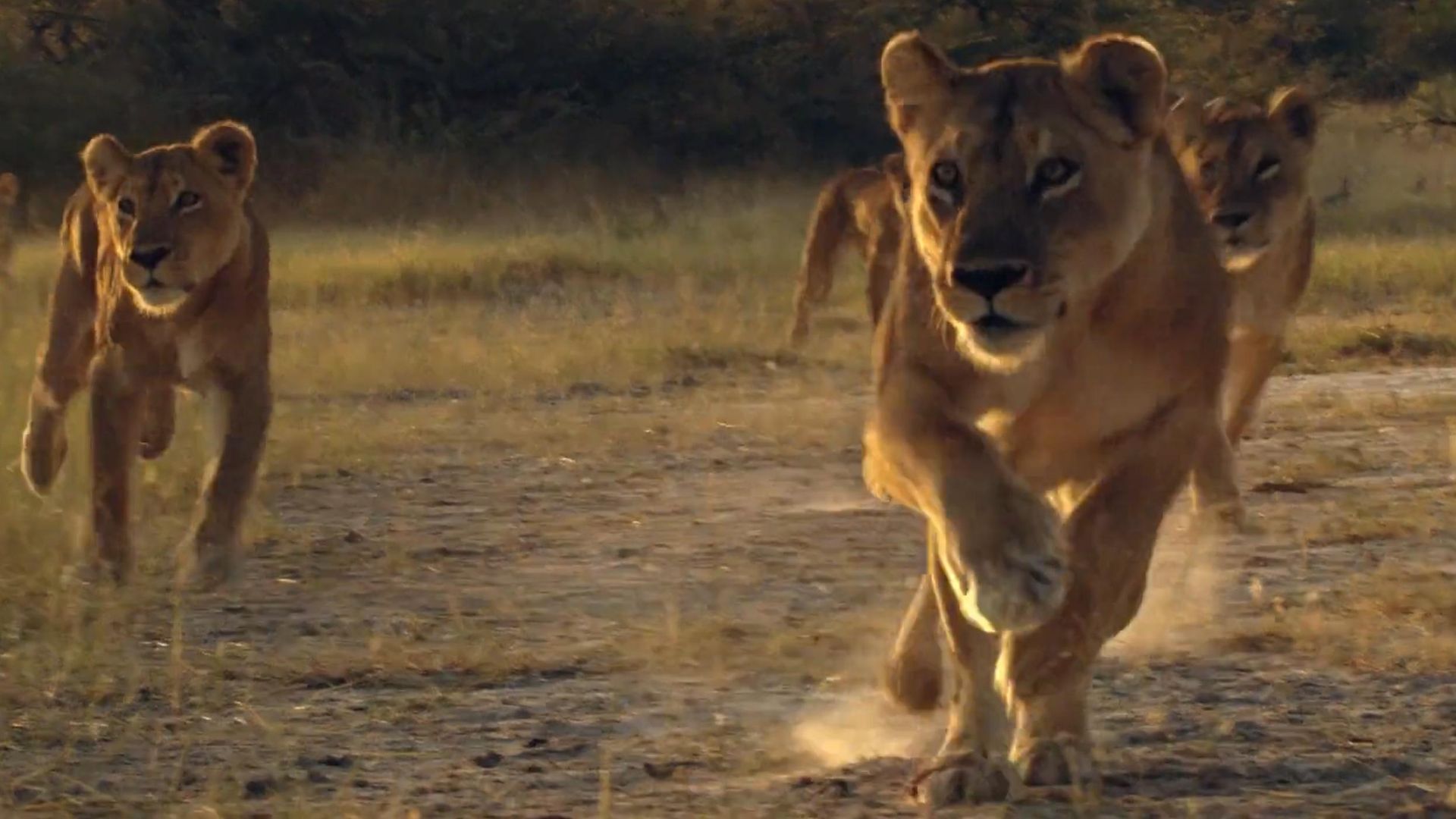Lion Brothers: Cubs to Kings background