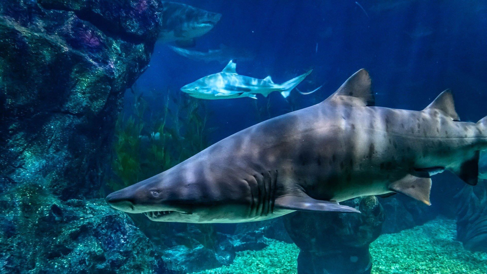 Forecast Shark Attack background