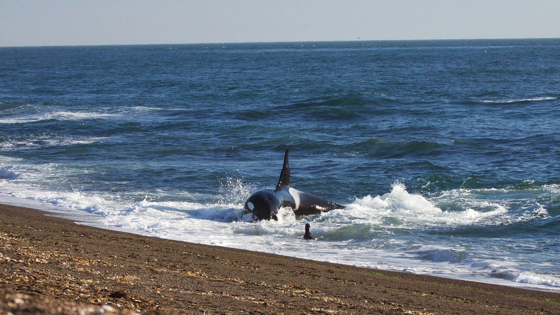 World's Deadliest Whale background