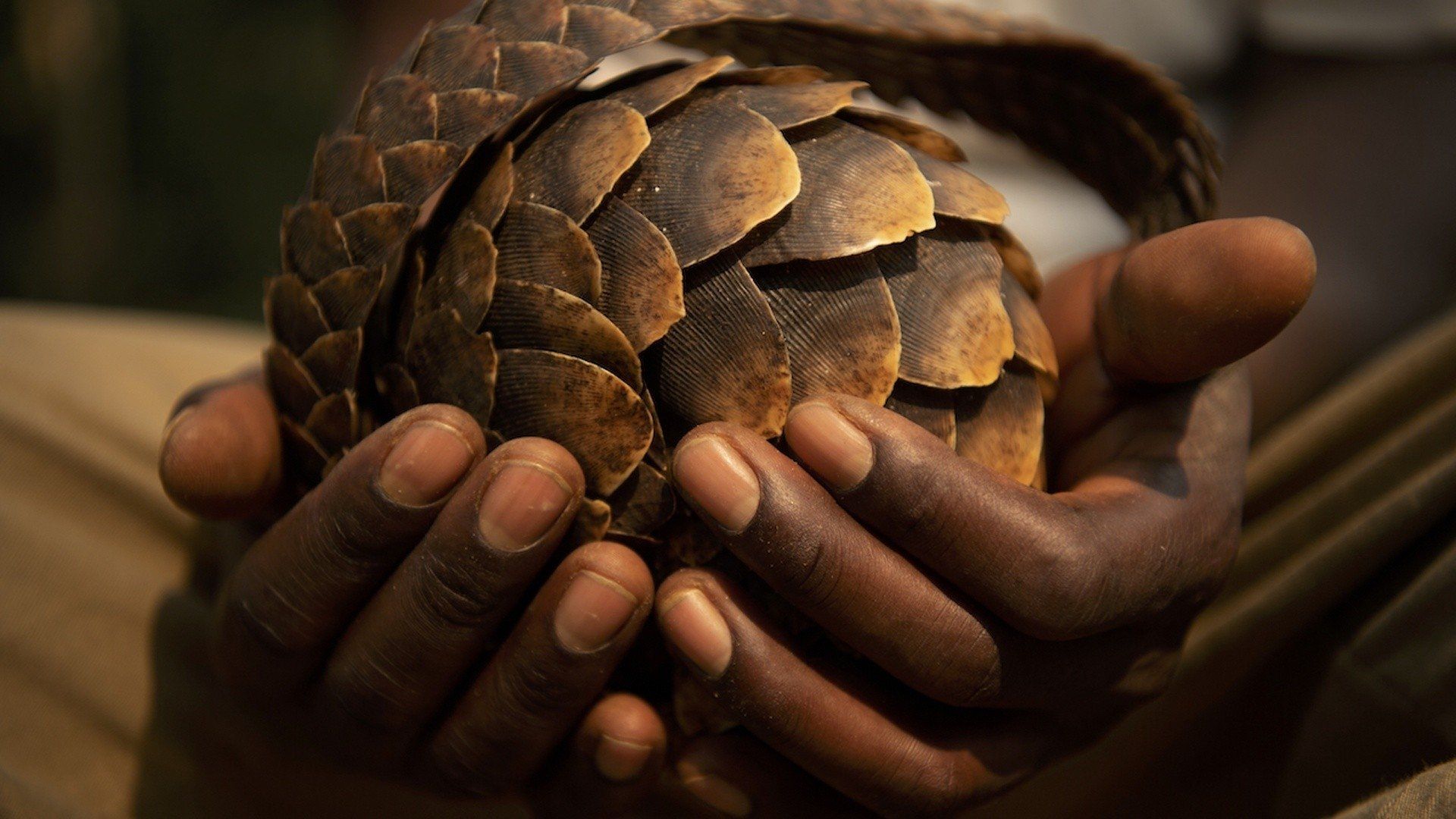 Blood Scales background