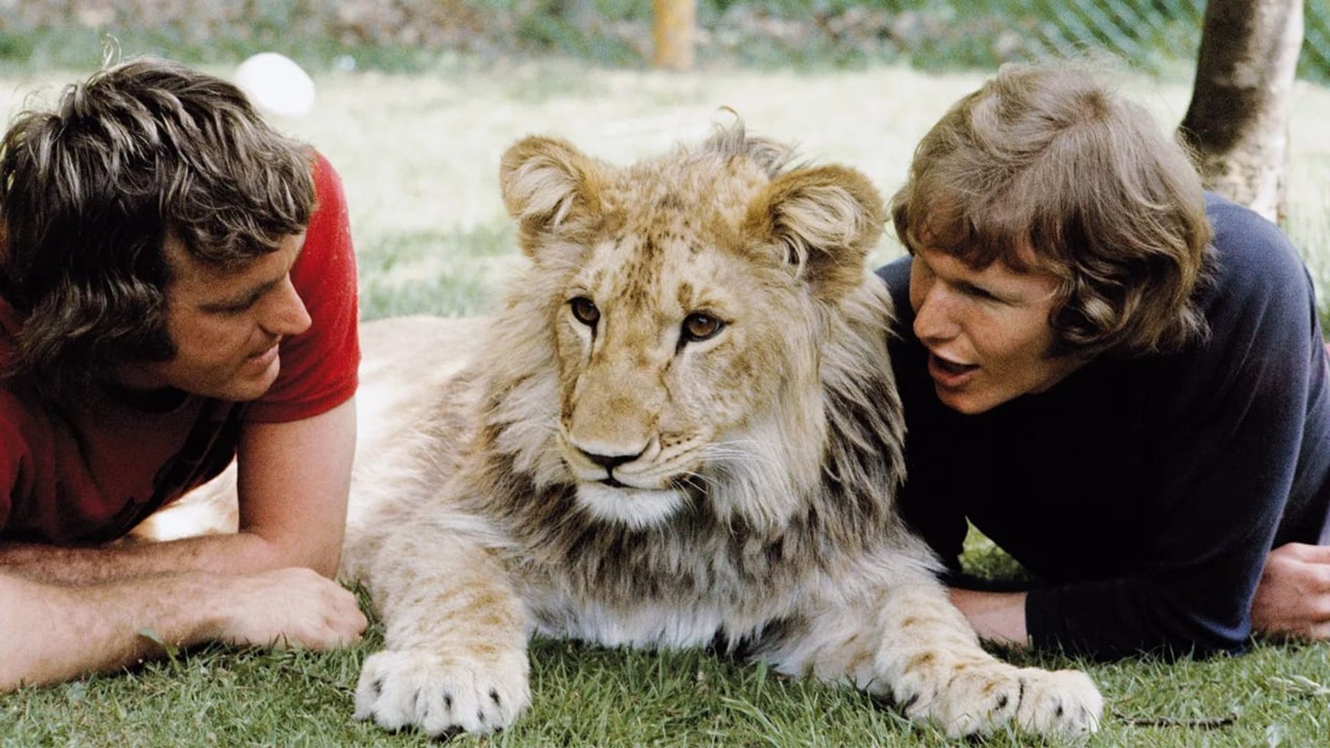 The Lion Cub from Harrods background