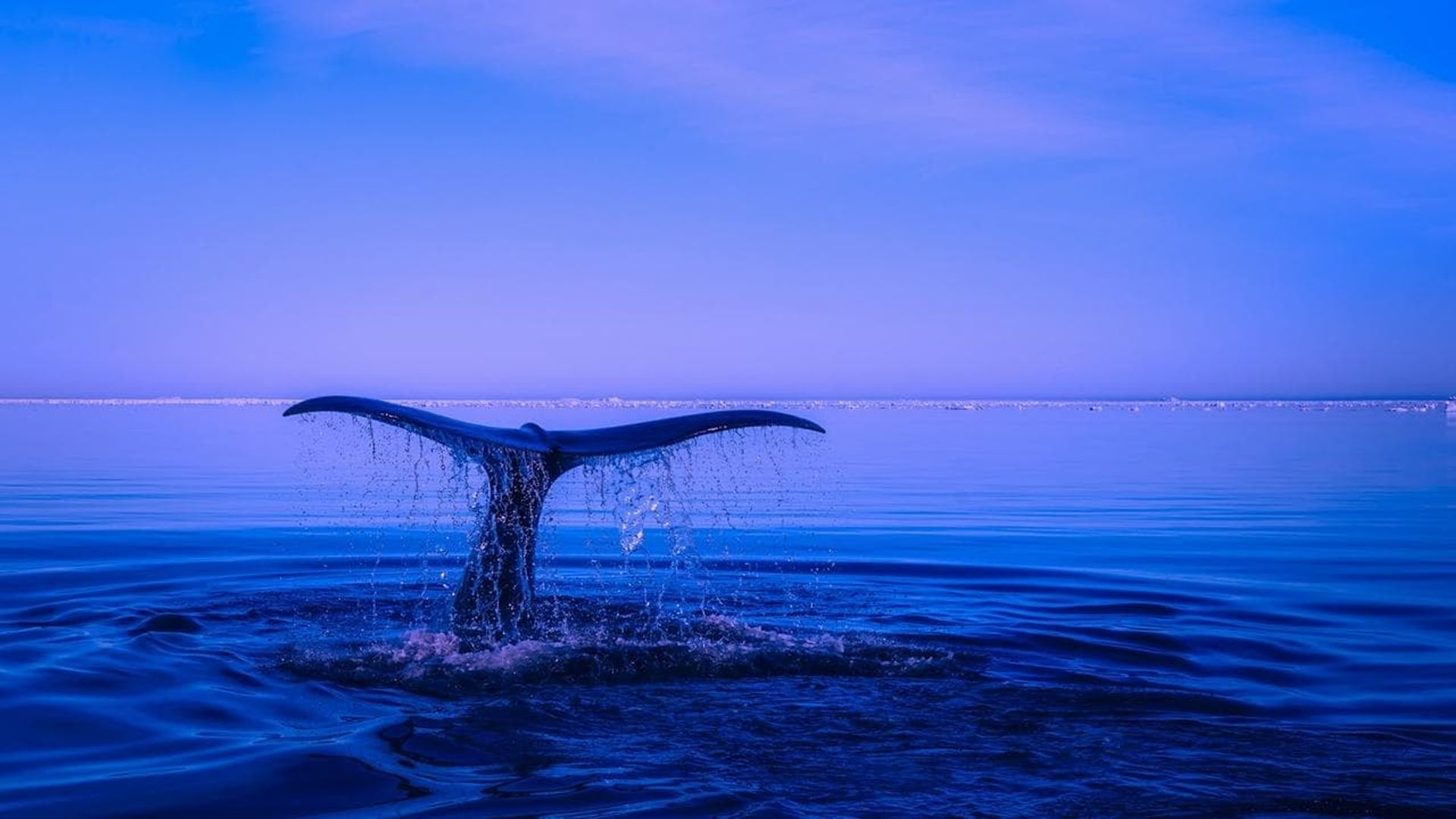 Whale Patrol background