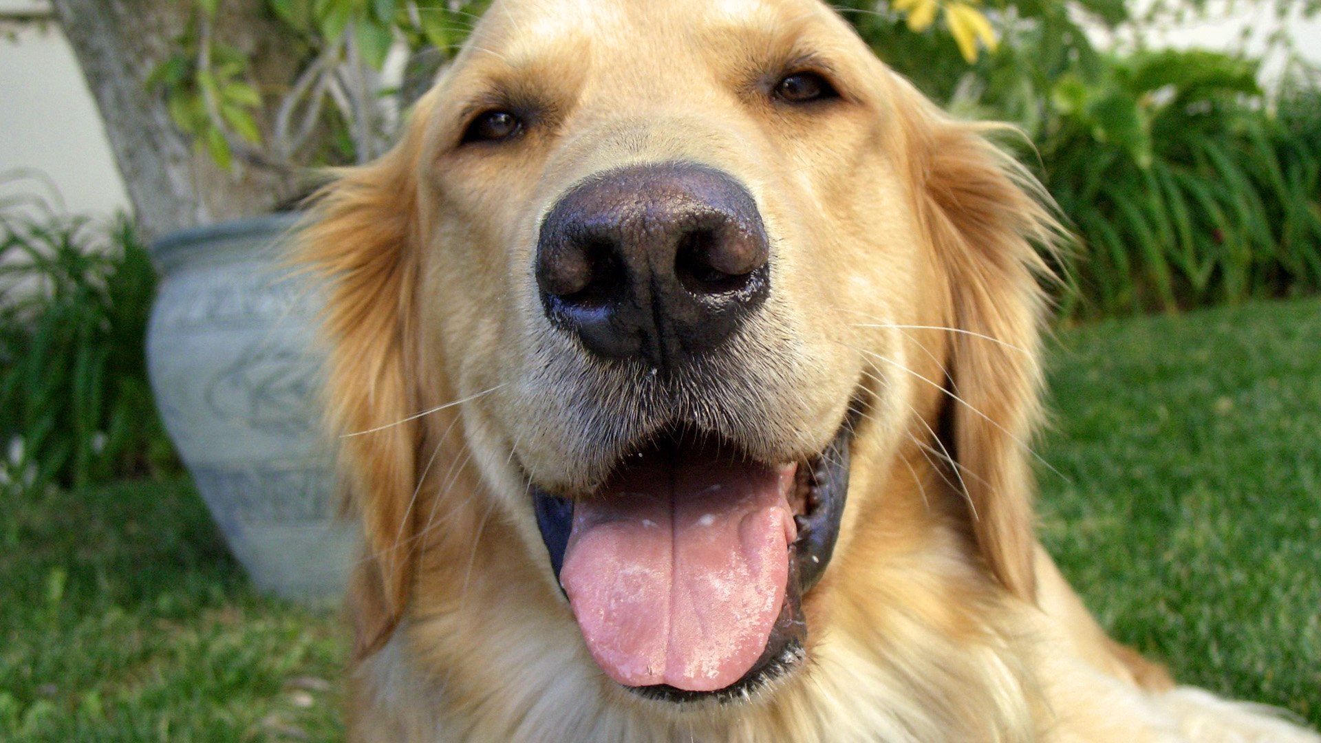 And Man Created Dog background