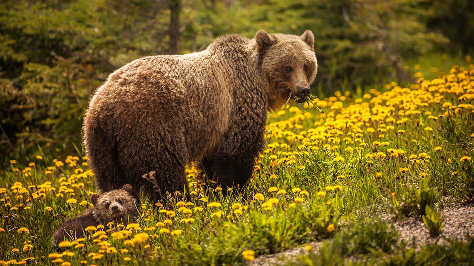 Bear Island background
