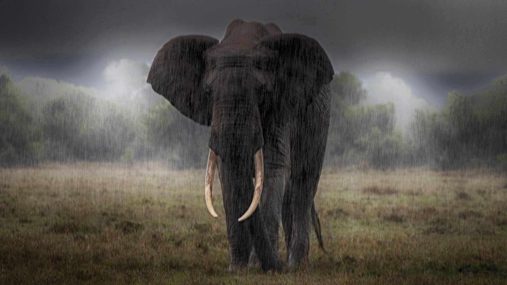 One But Many background