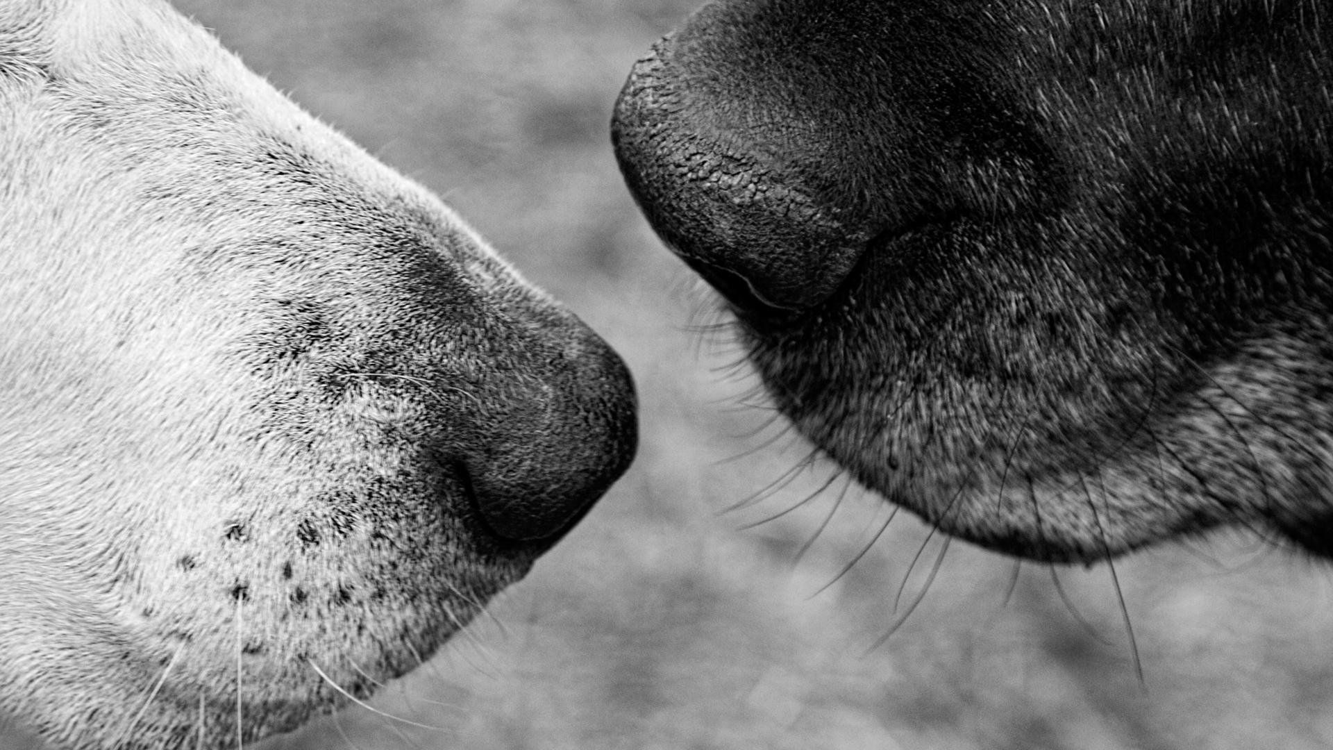 Old Friends: A Dogumentary background