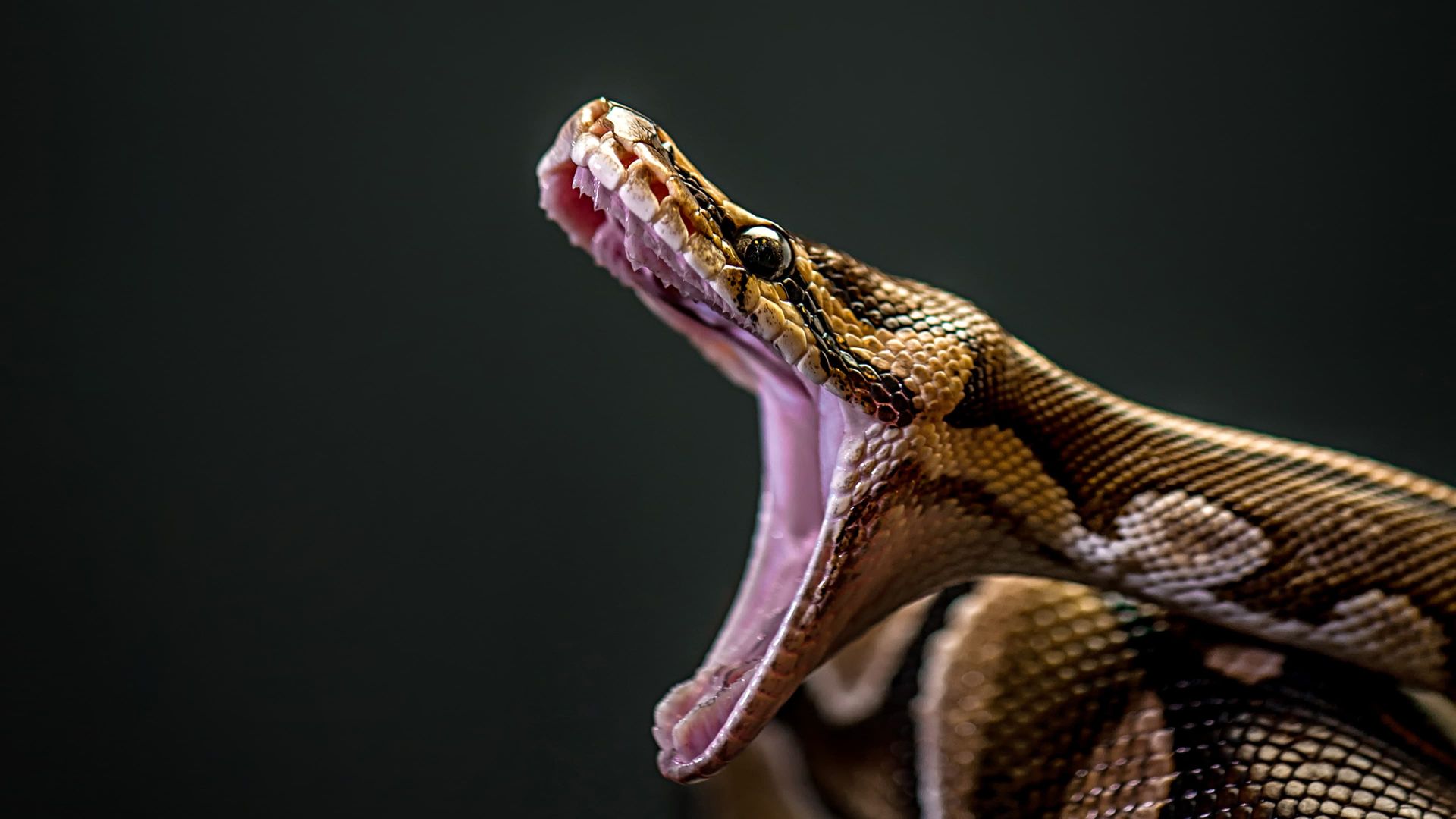 Animal Planet Extreme background