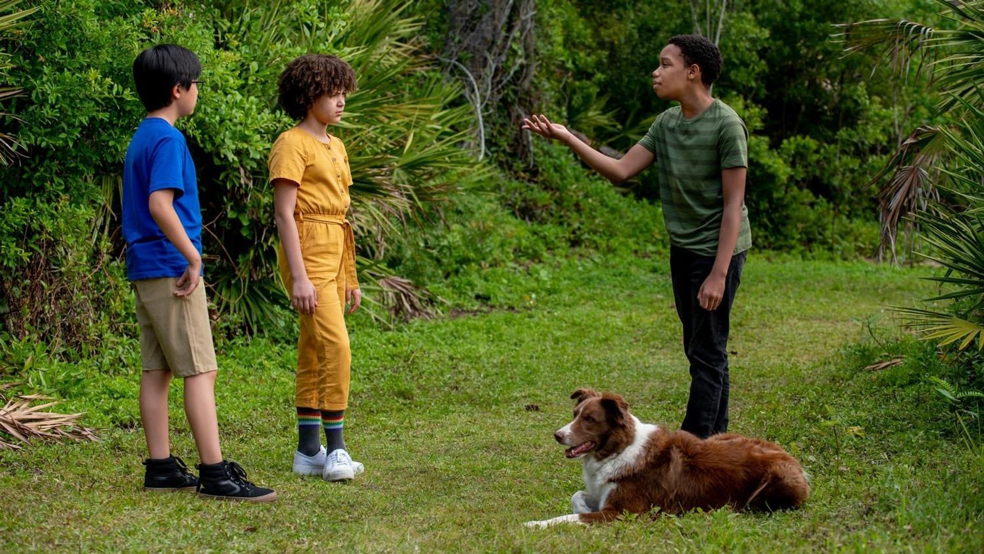 Pet Investigators background