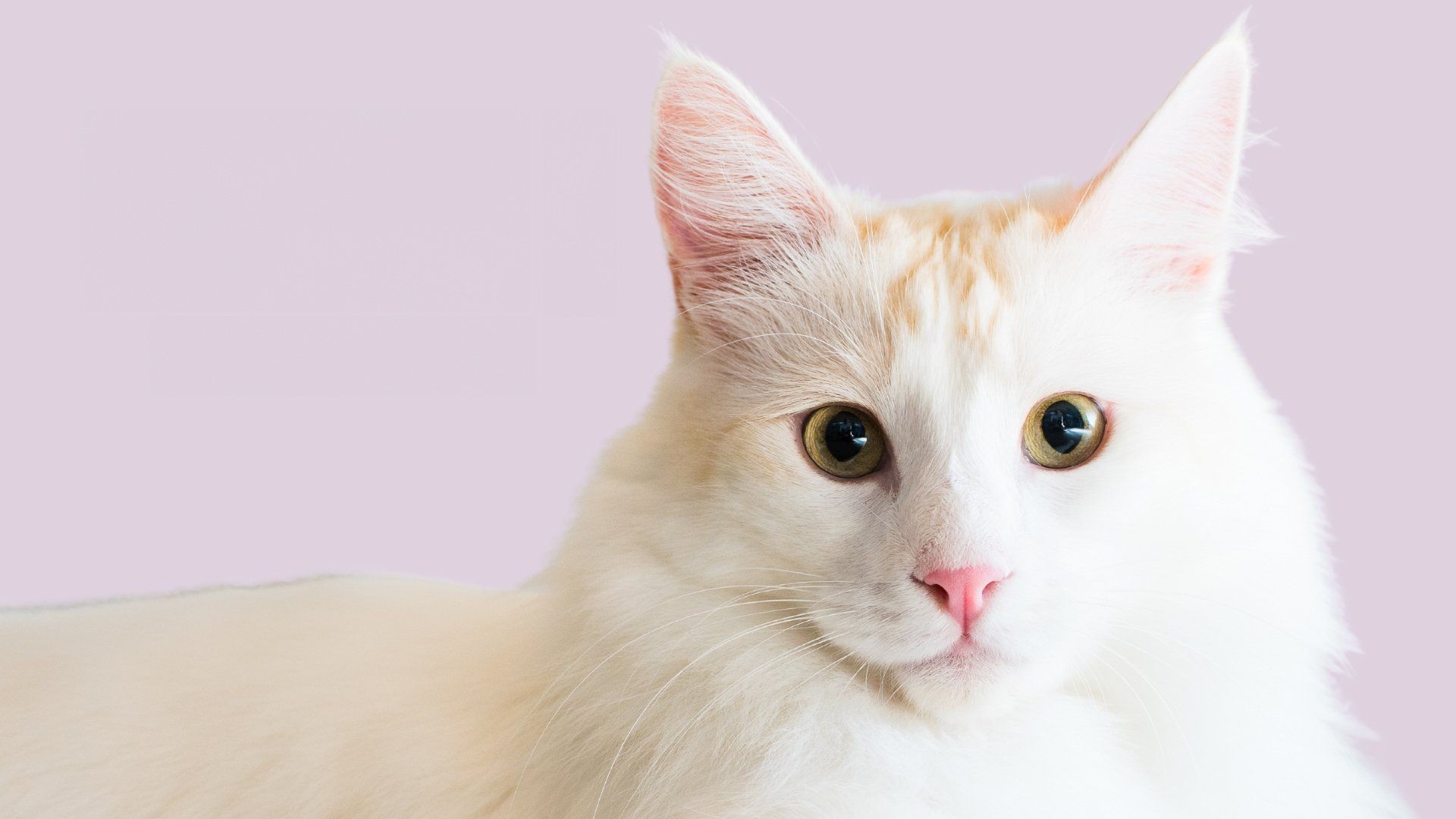 Catwalk 2: The Comeback Cats background
