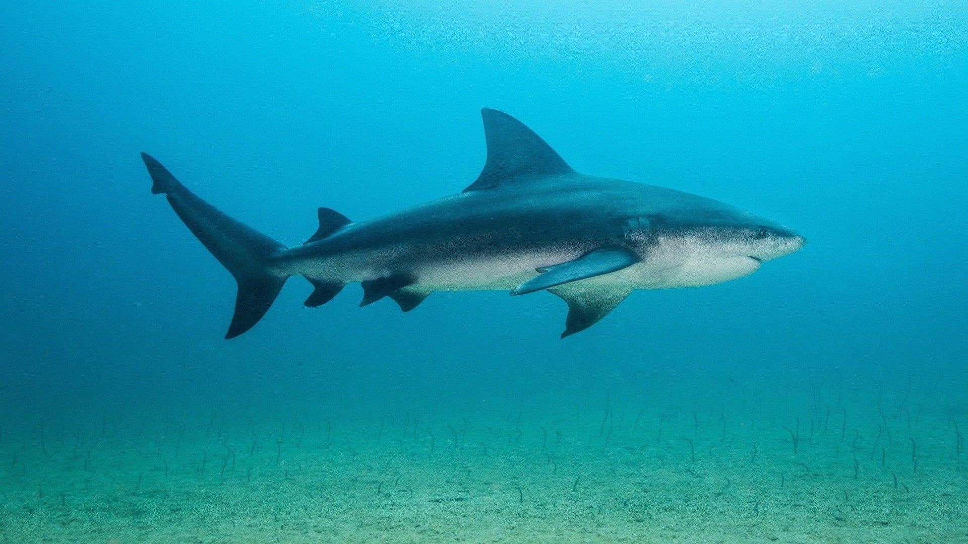 Backyard Bull Sharks background