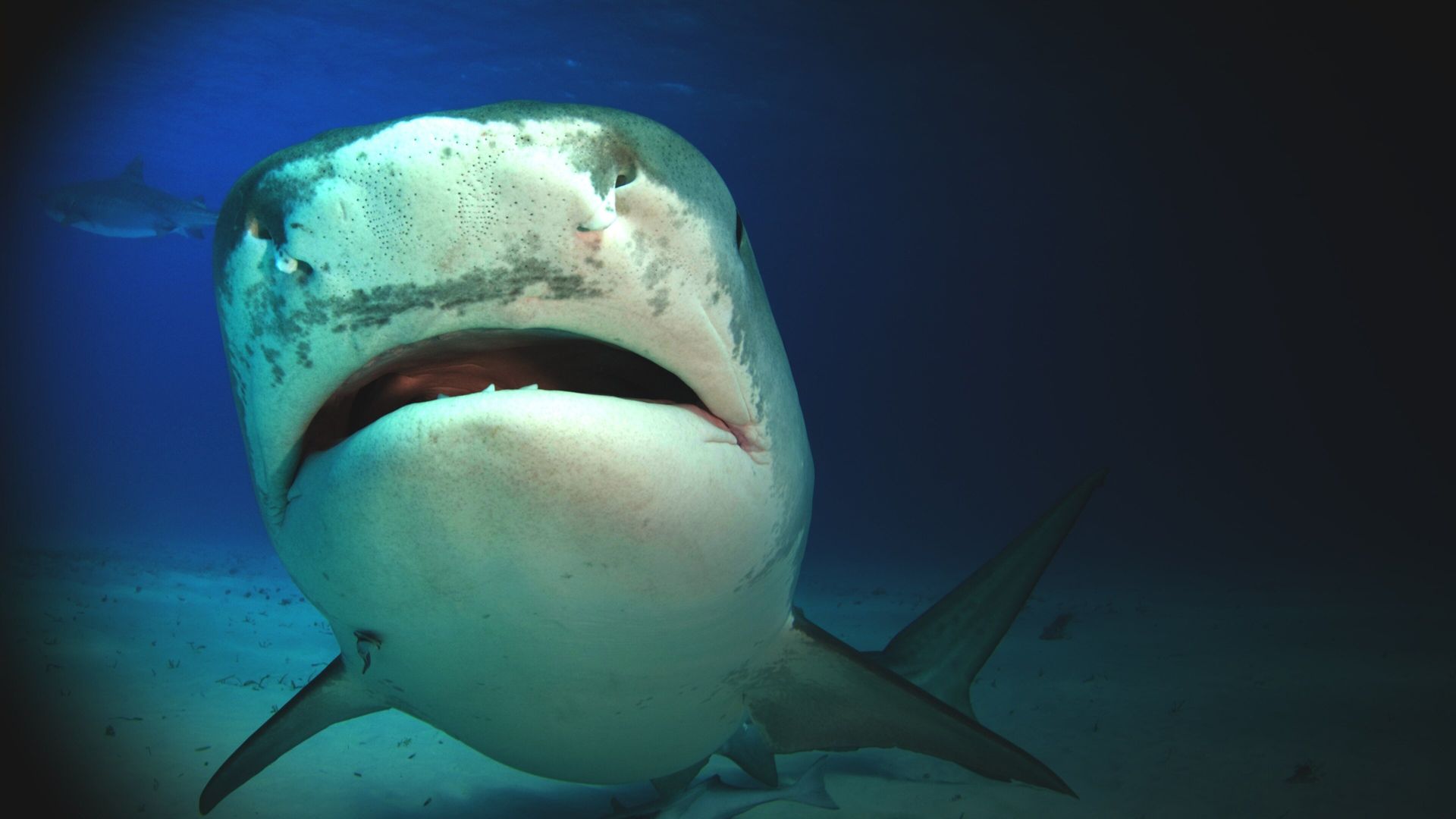 Shark Attack Experiment Live background