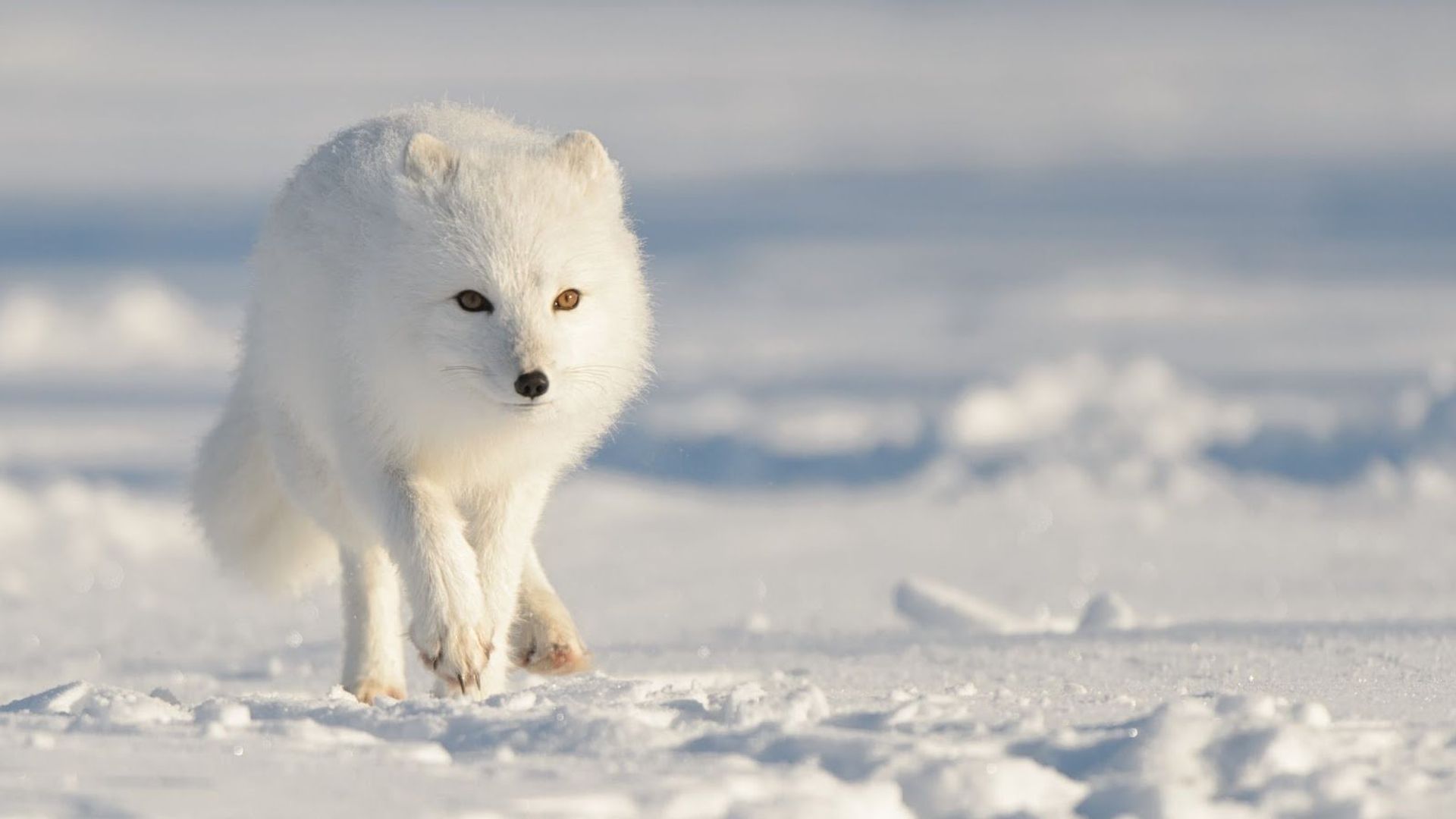 Strange Creatures of the Arctic background