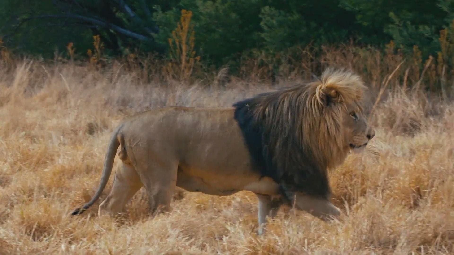 Lionsrock: Return of the King background