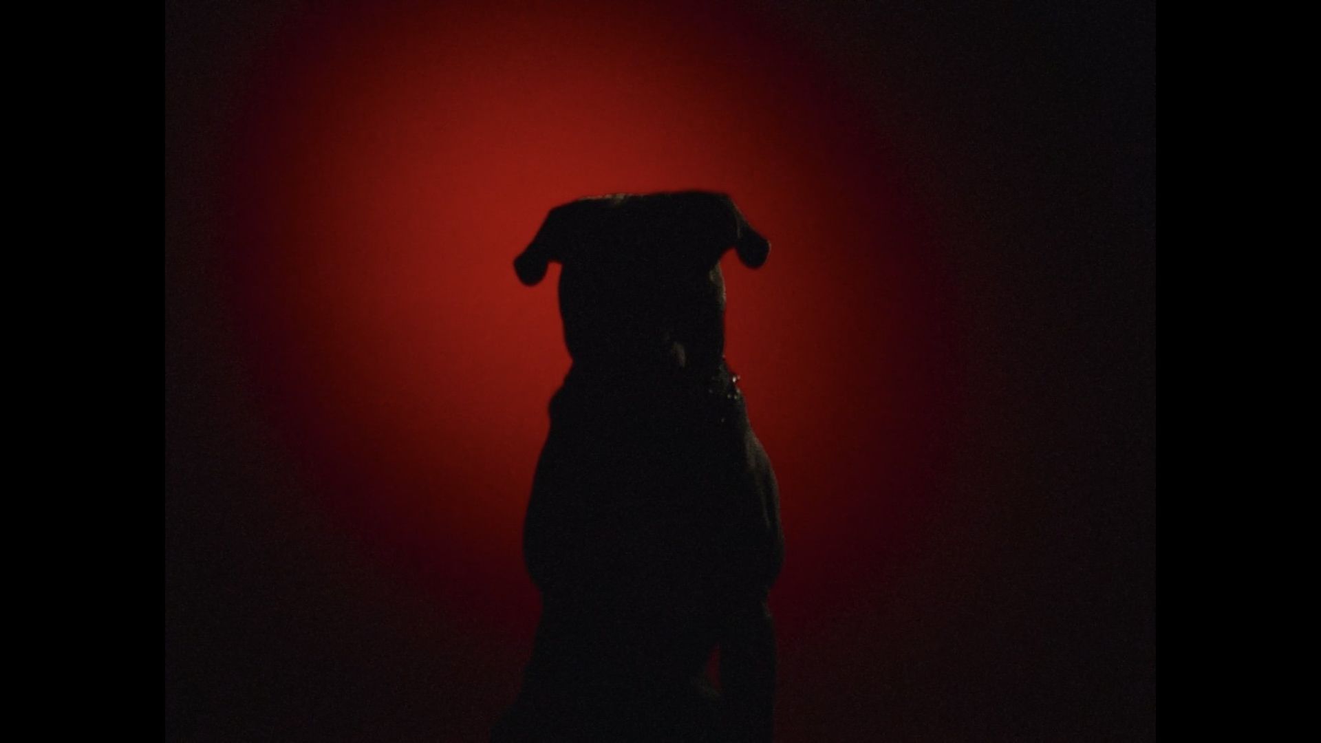 Mauled By a Dog background