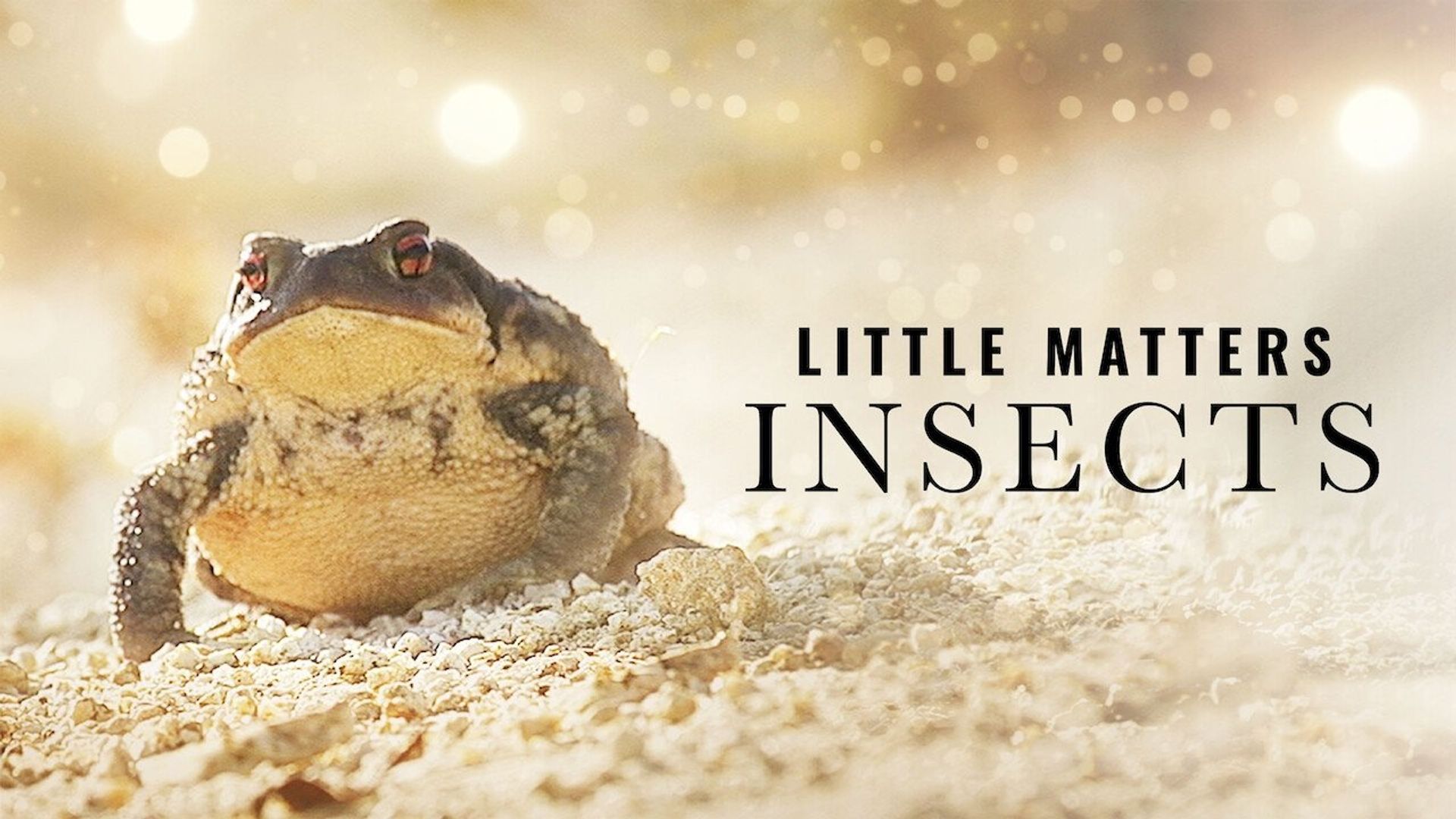 Little Matters: Insects background