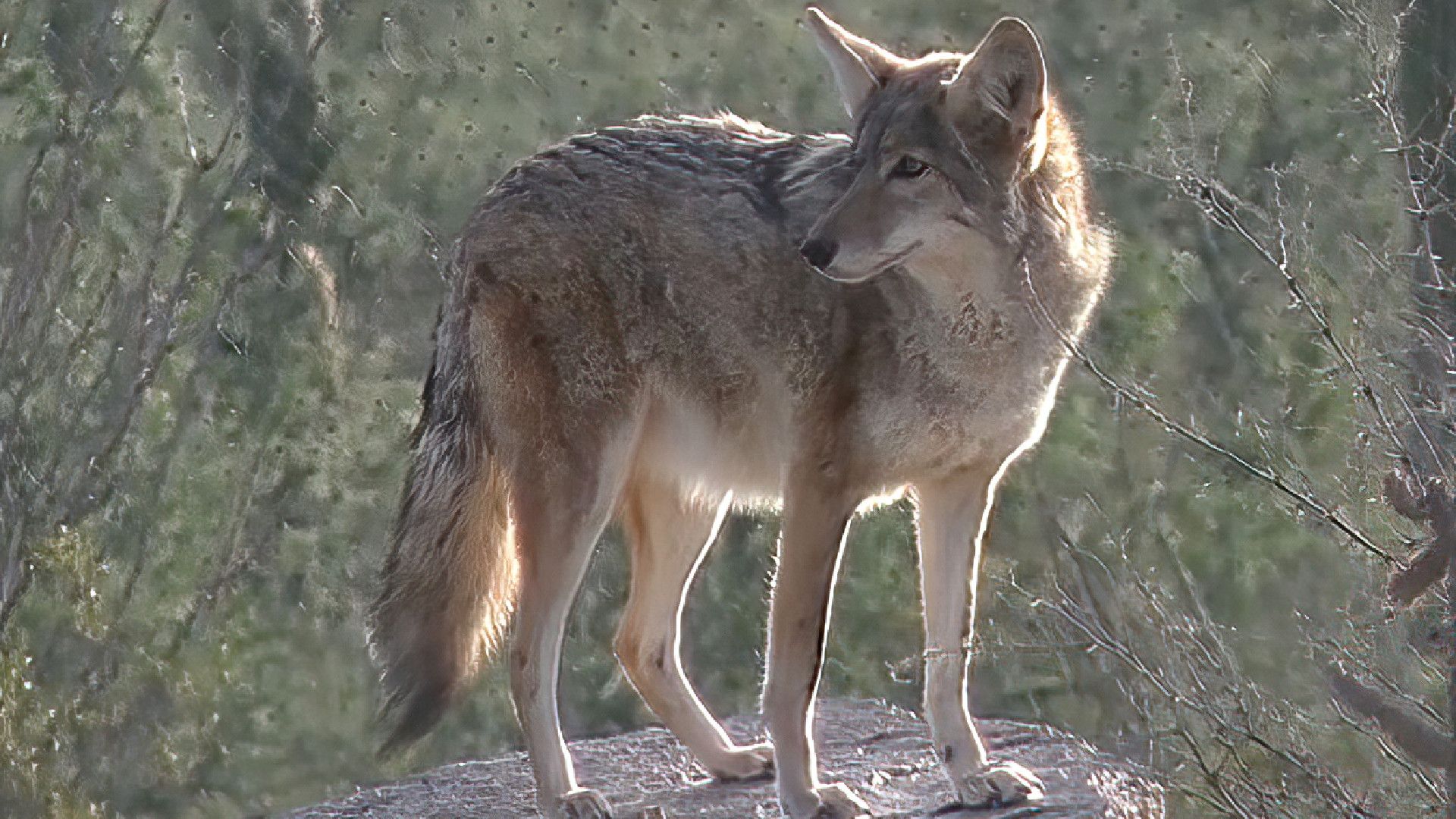 American Bolshevik background