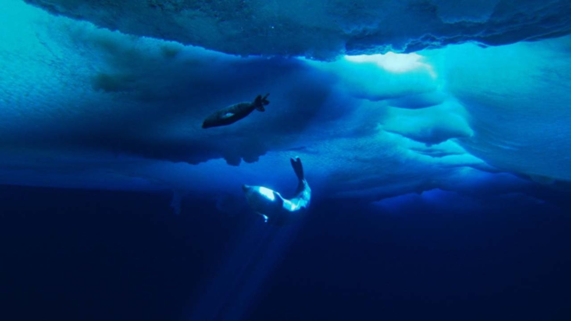 The Last Ocean background