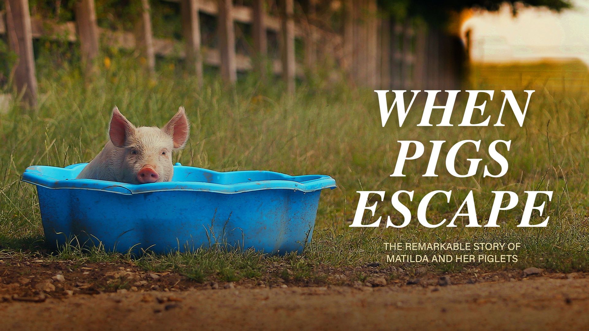 When Pigs Escape background