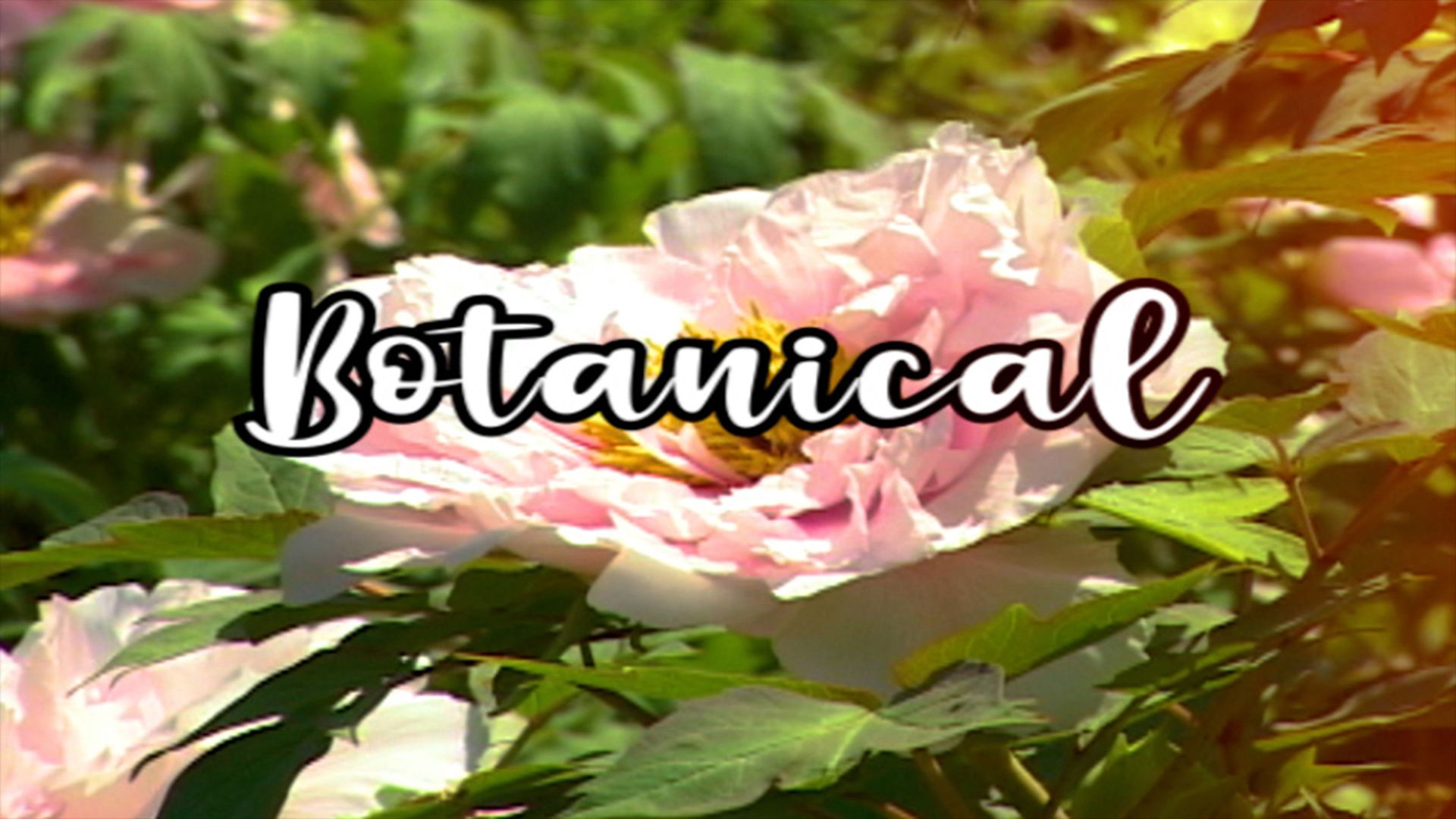 Bloom Skateboards Presents Botanical background