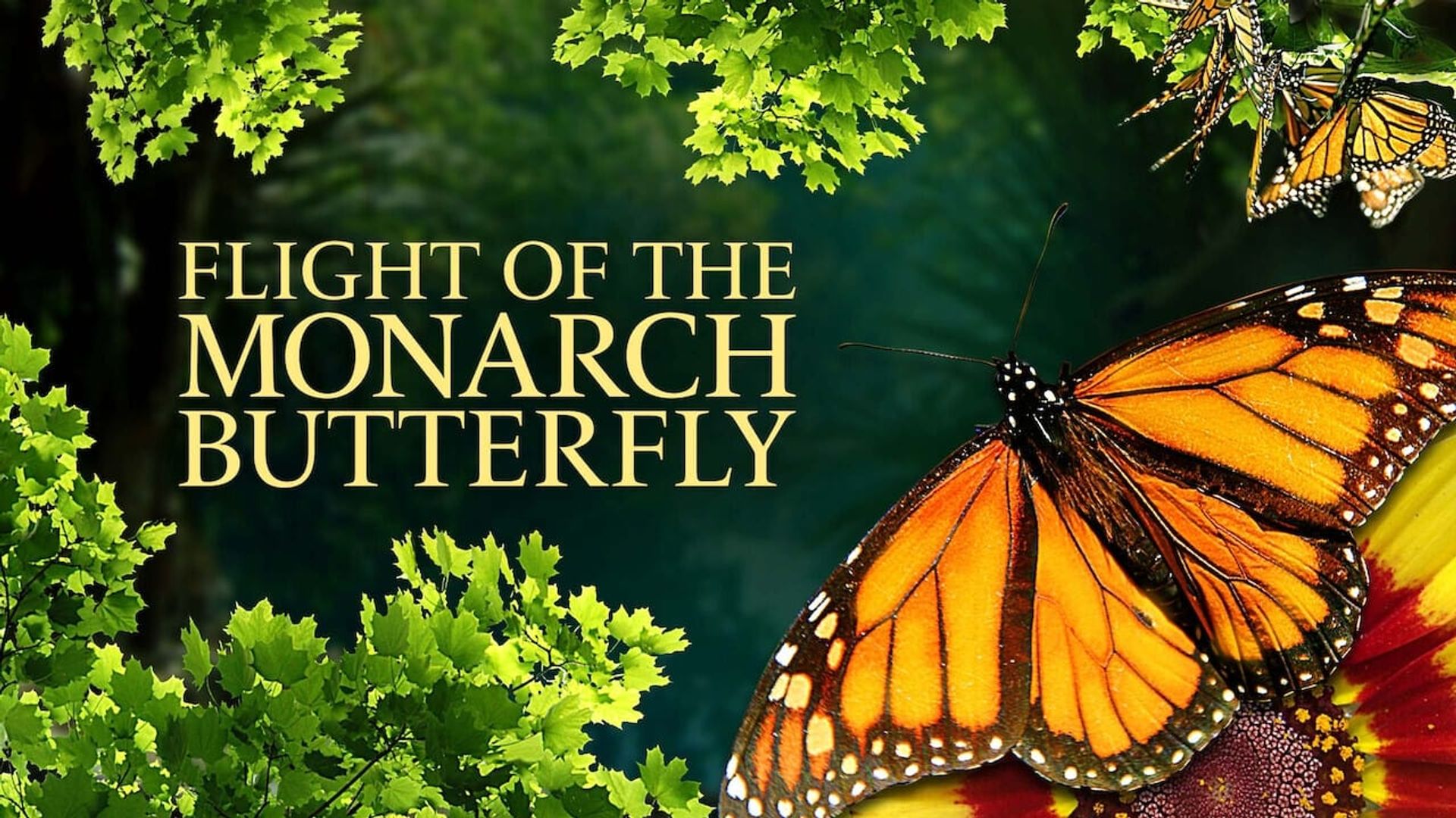 Flight of the Monarch Butterfly 3D background