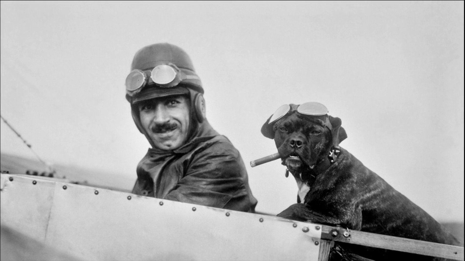 Animals Aloft background