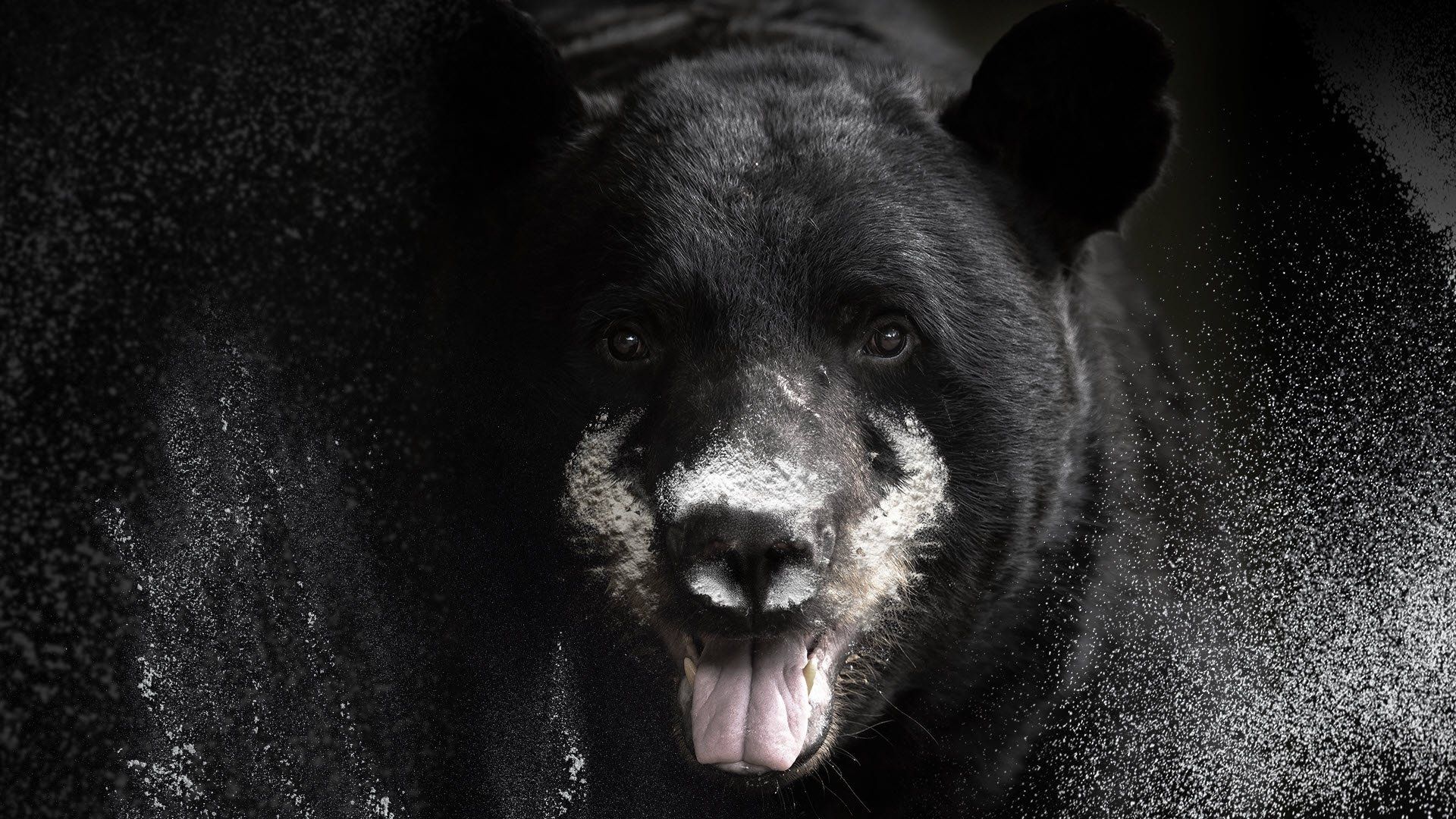 Blow: The True Story of Cocaine, a Bear, and a Crooked Kentucky Cop background